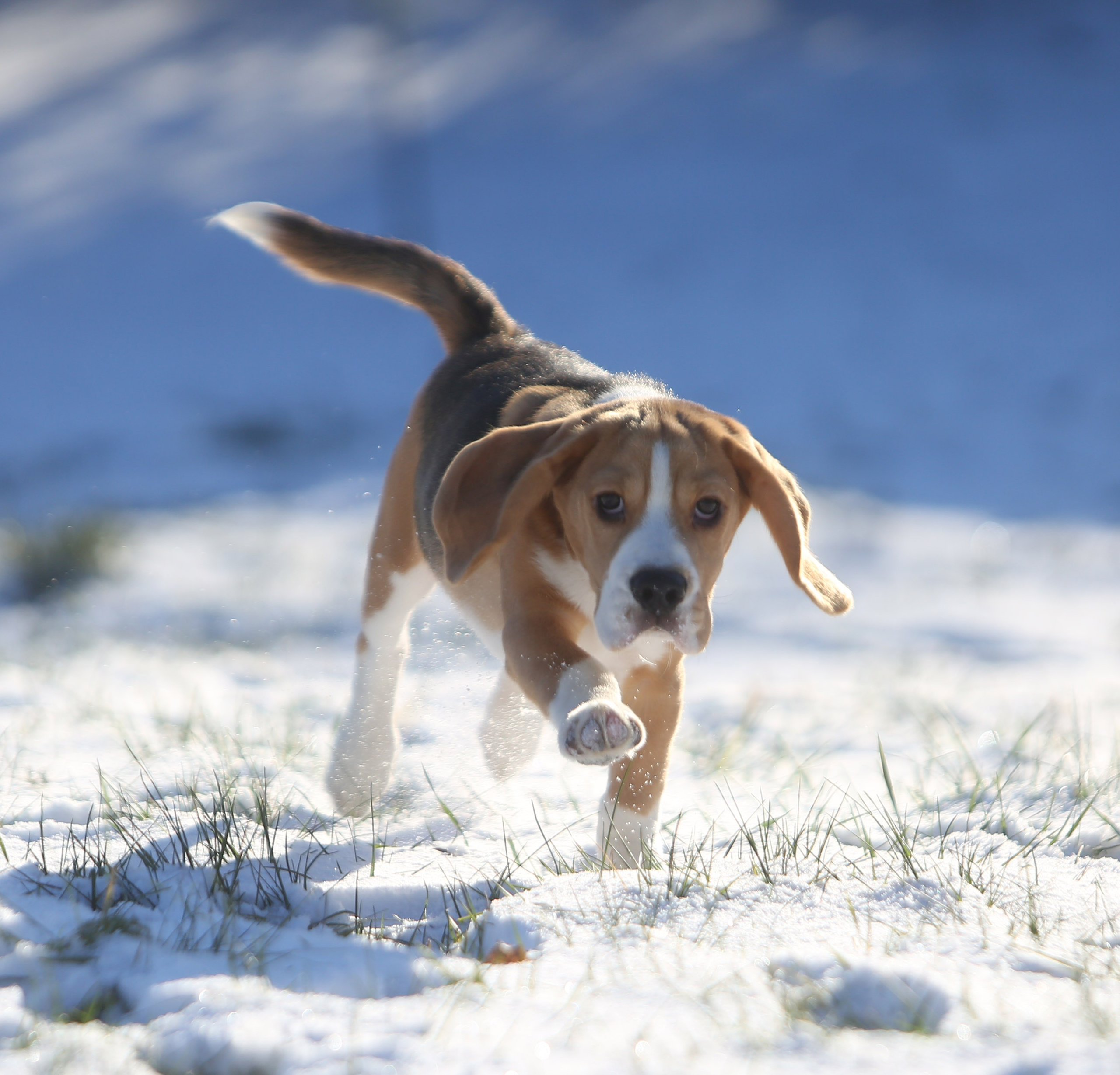 Кофе. Питомник биглей Selesta’s Dreams