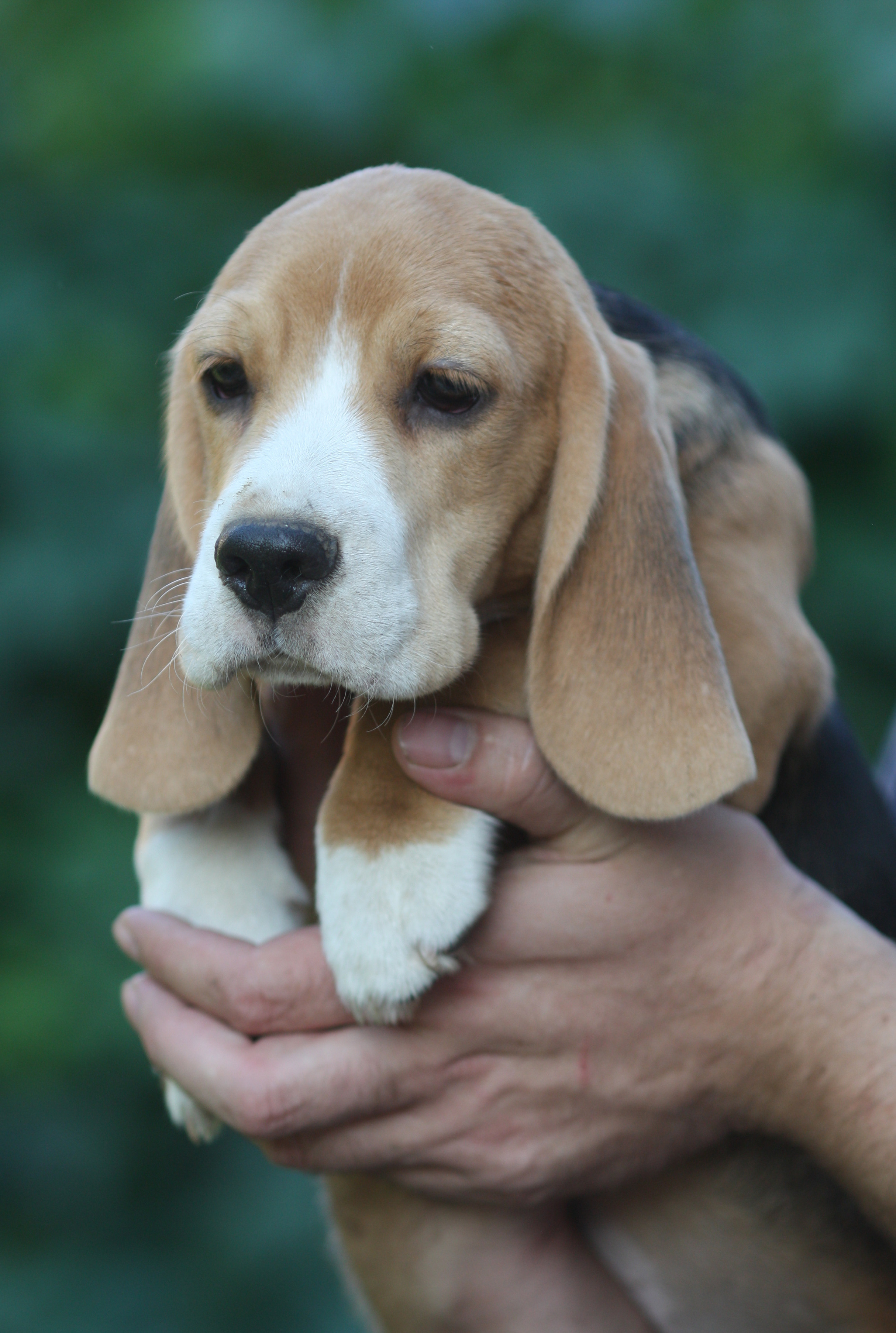 Латте и Принц. Питомник биглей Selesta’s Dreams