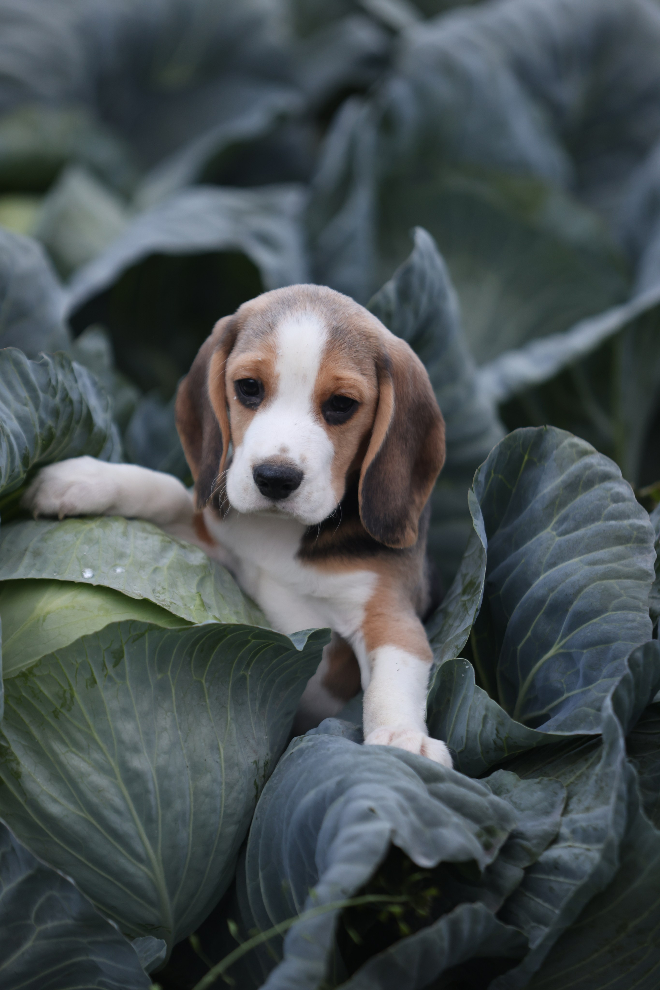 Приплод U. Розплідник біглей в Україні