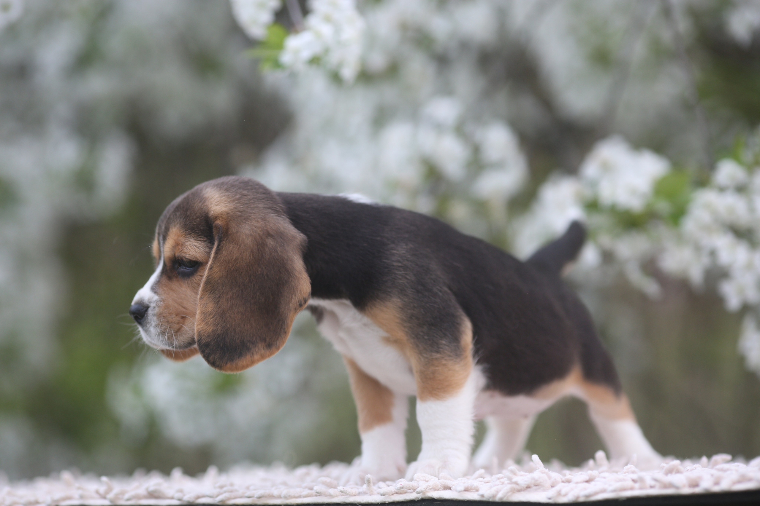 Litter T. Розплідник біглей в Україні