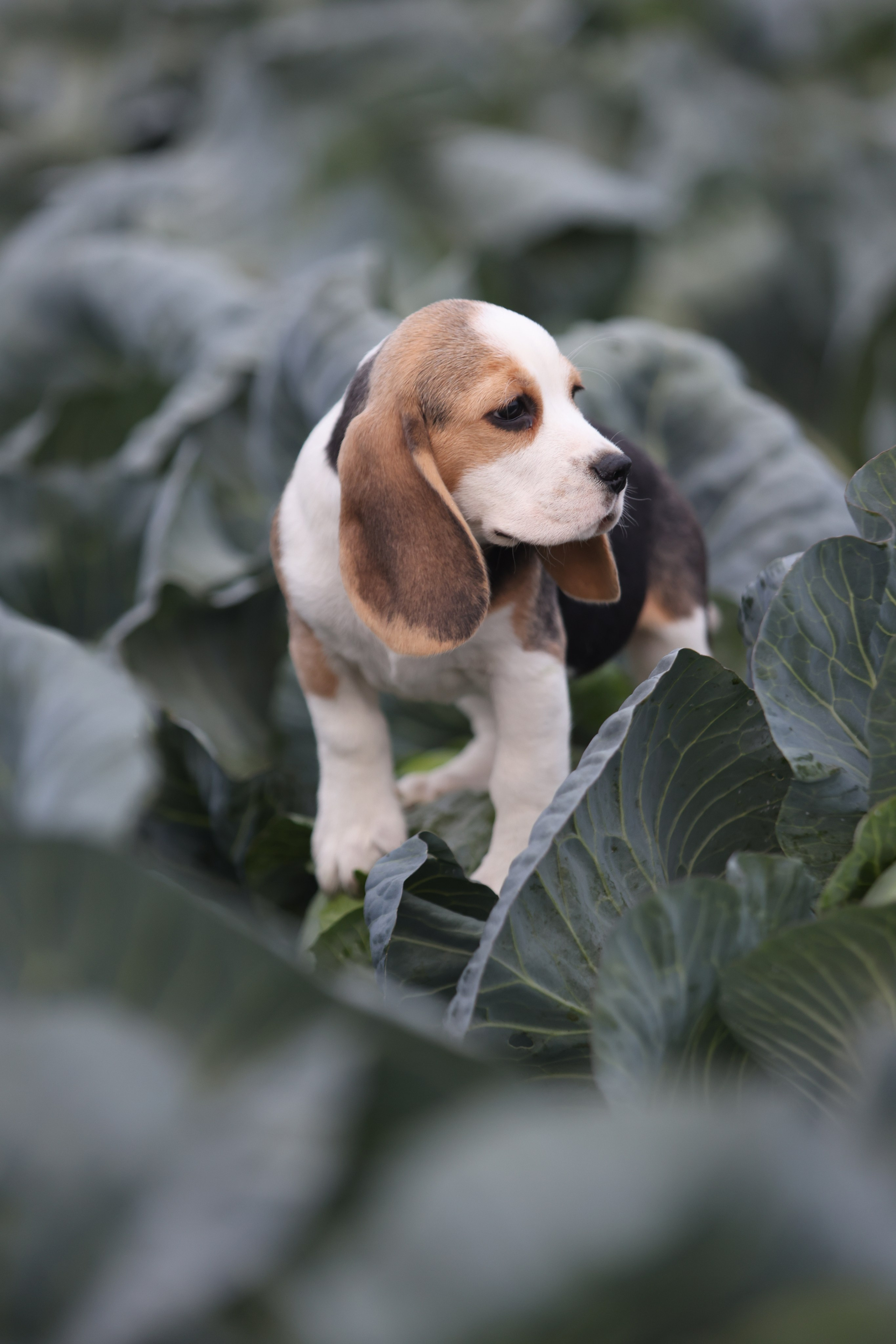 Приплод U. Розплідник біглей в Україні