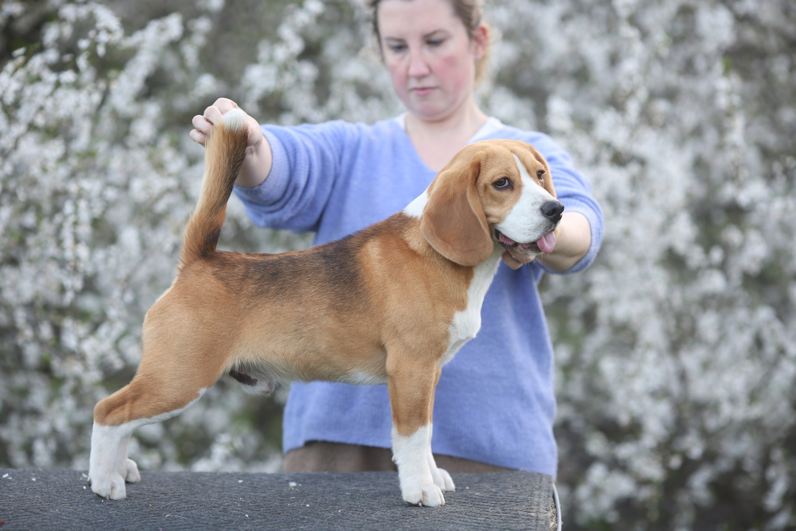 Кофе. Питомник биглей Selesta’s Dreams