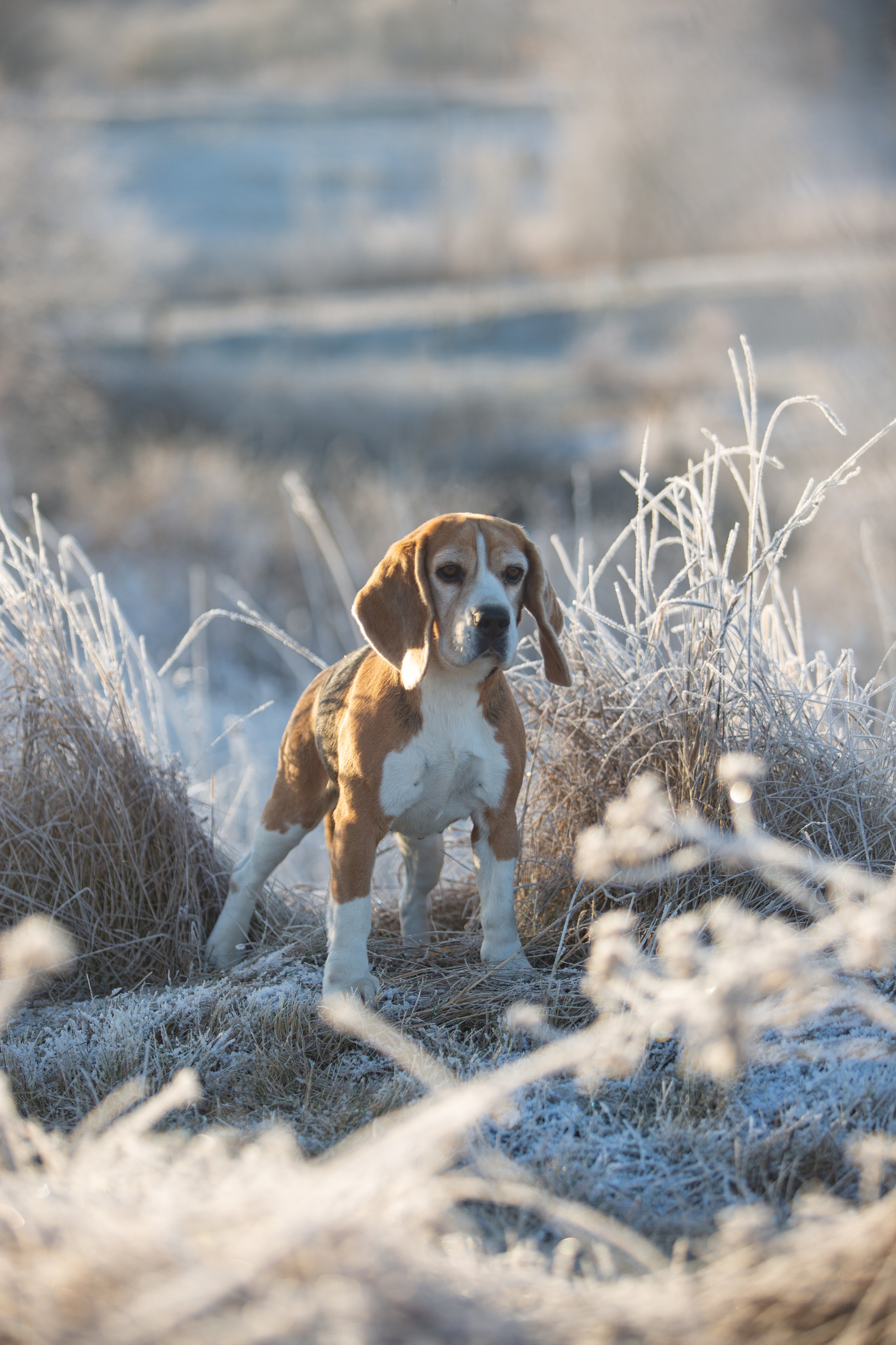 Тула. Питомник биглей Selesta’s Dreams