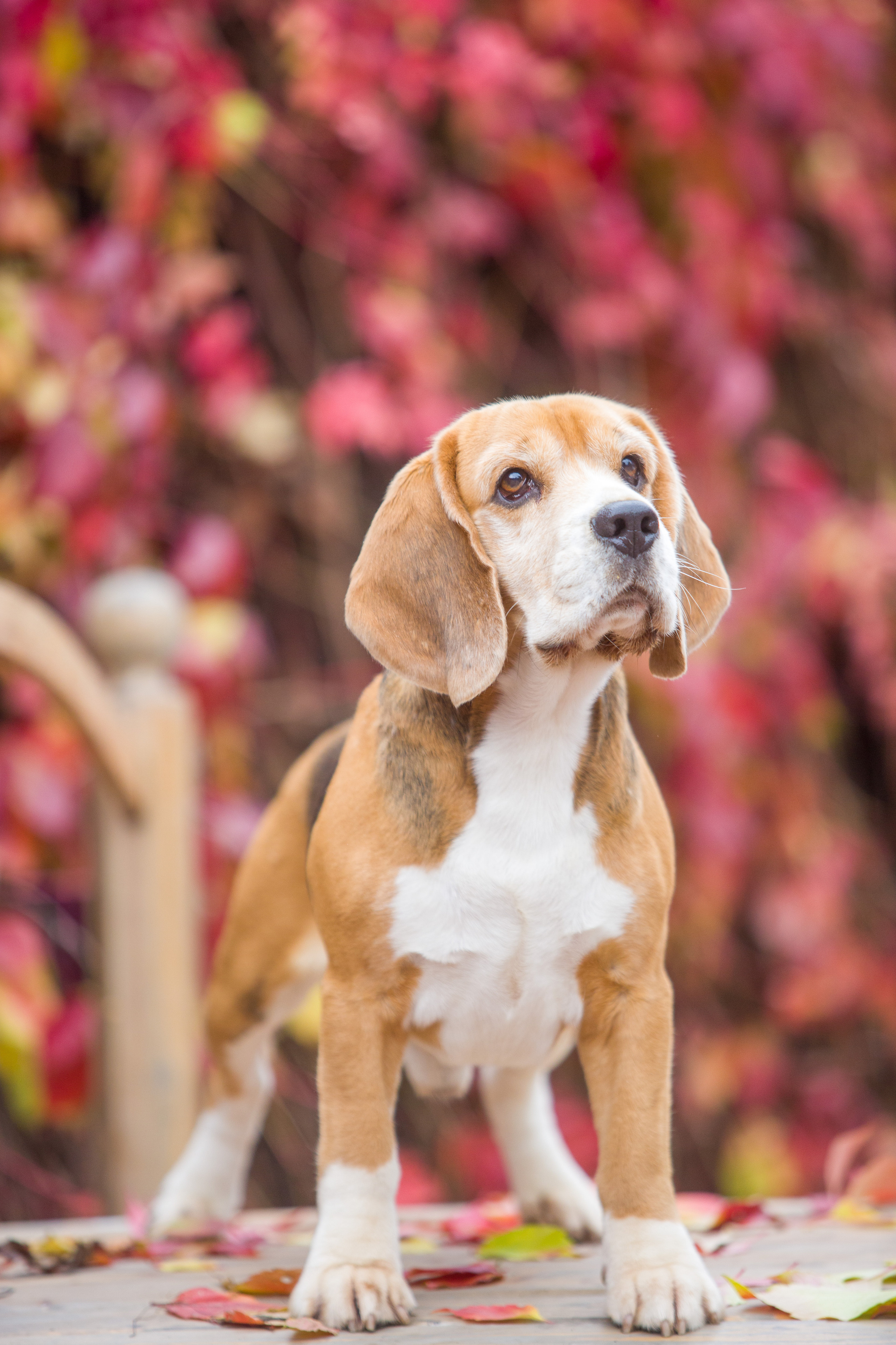 Prince. Питомник биглей Selesta’s Dreams