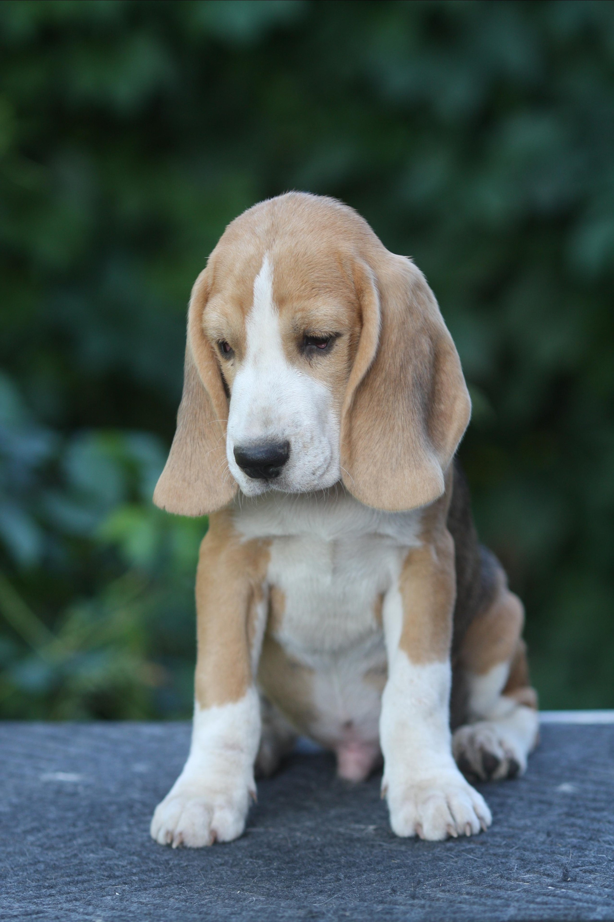 Леста и Єрик. Питомник биглей Selesta’s Dreams