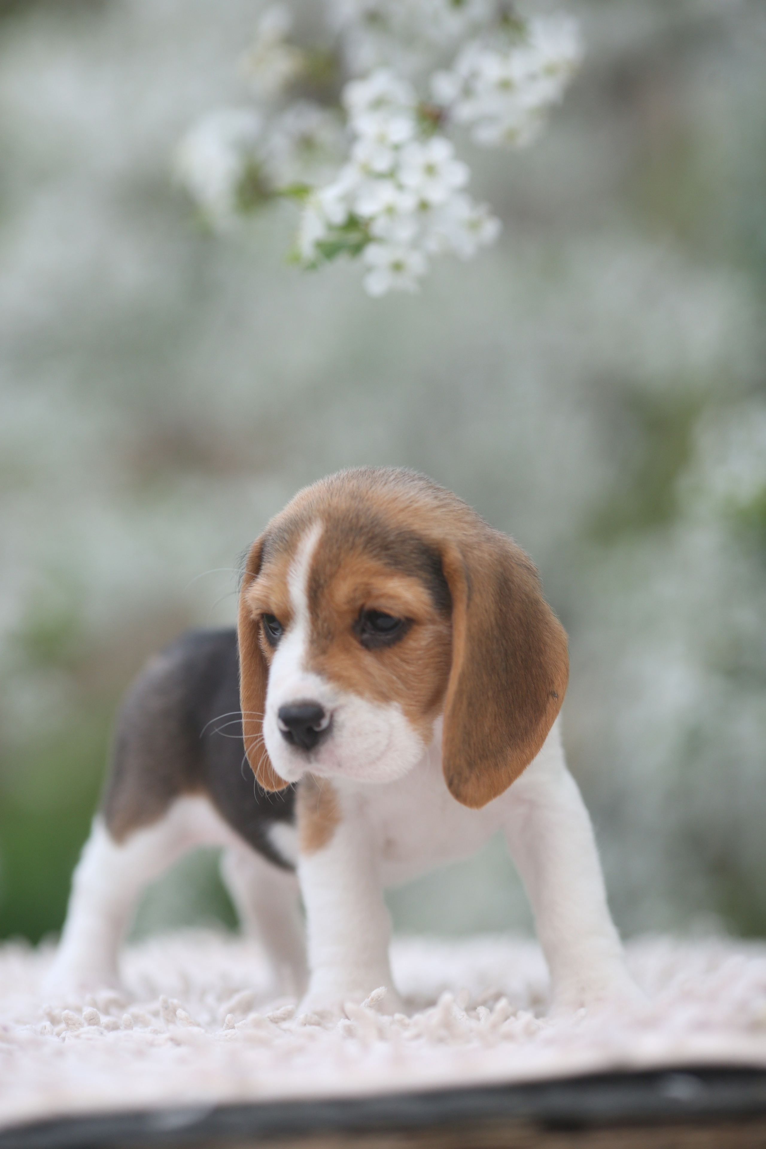 Litter T. Розплідник біглей в Україні