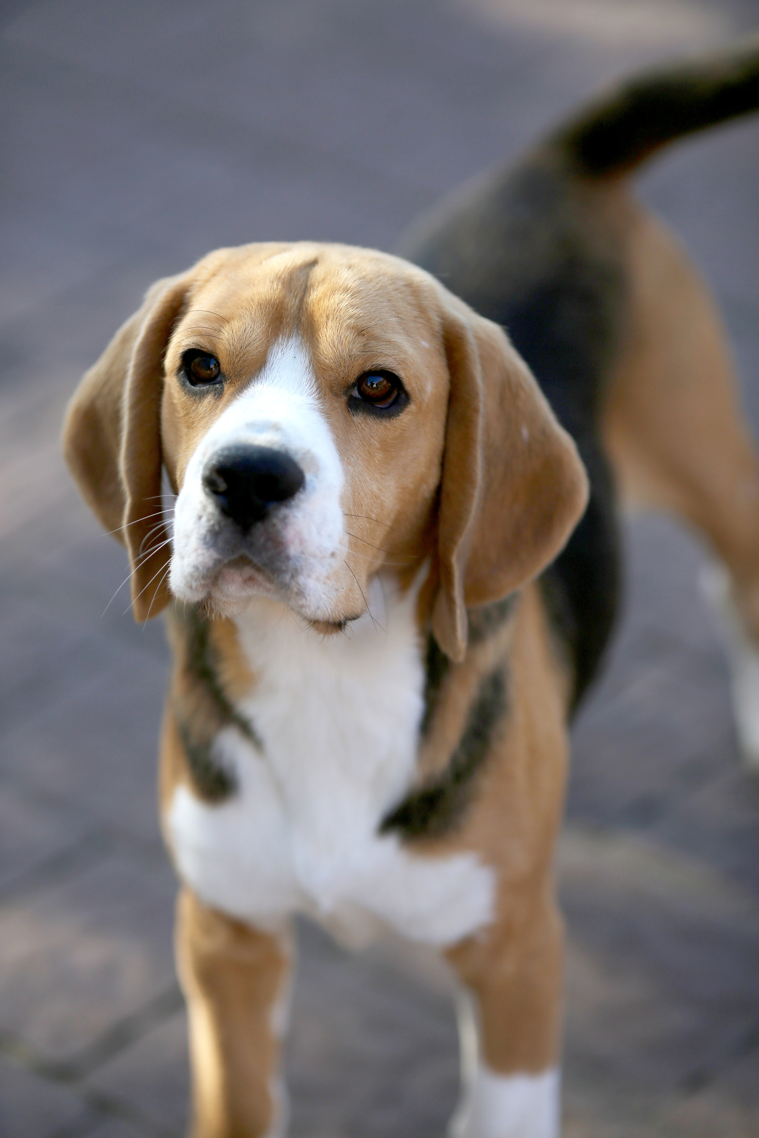 Krepish. Питомник биглей Selesta’s Dreams