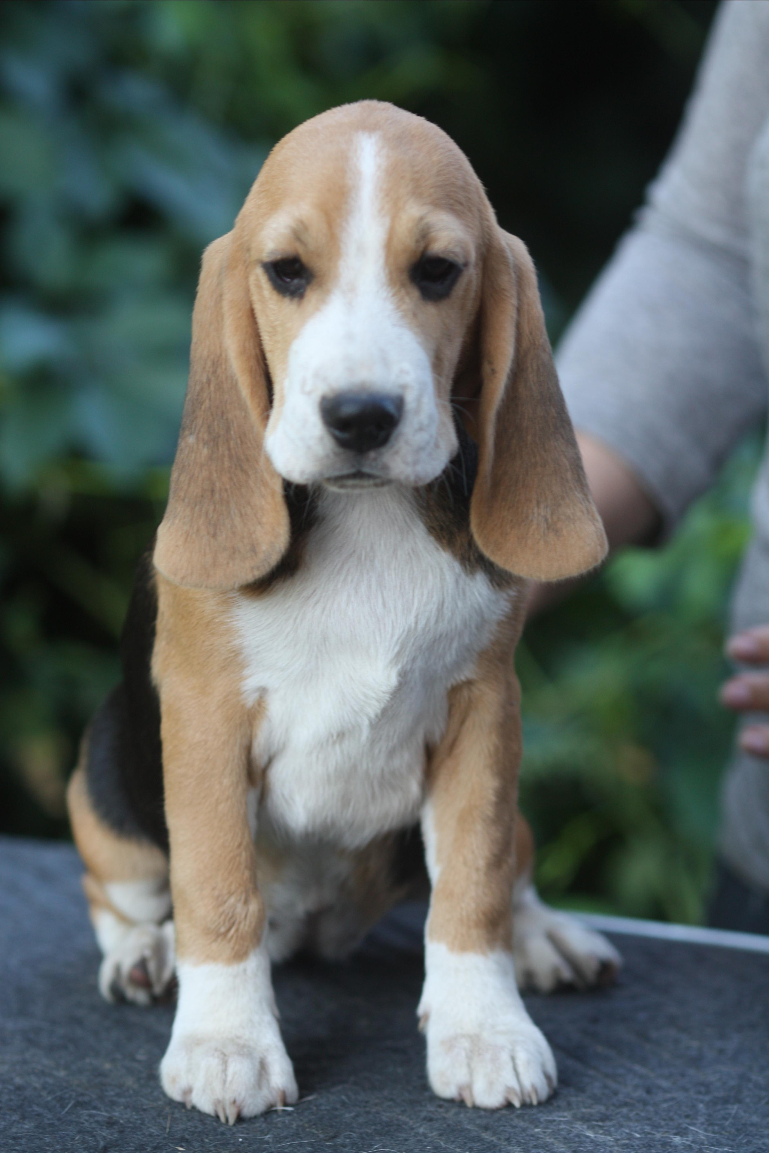 Леста и Єрик. Питомник биглей Selesta’s Dreams