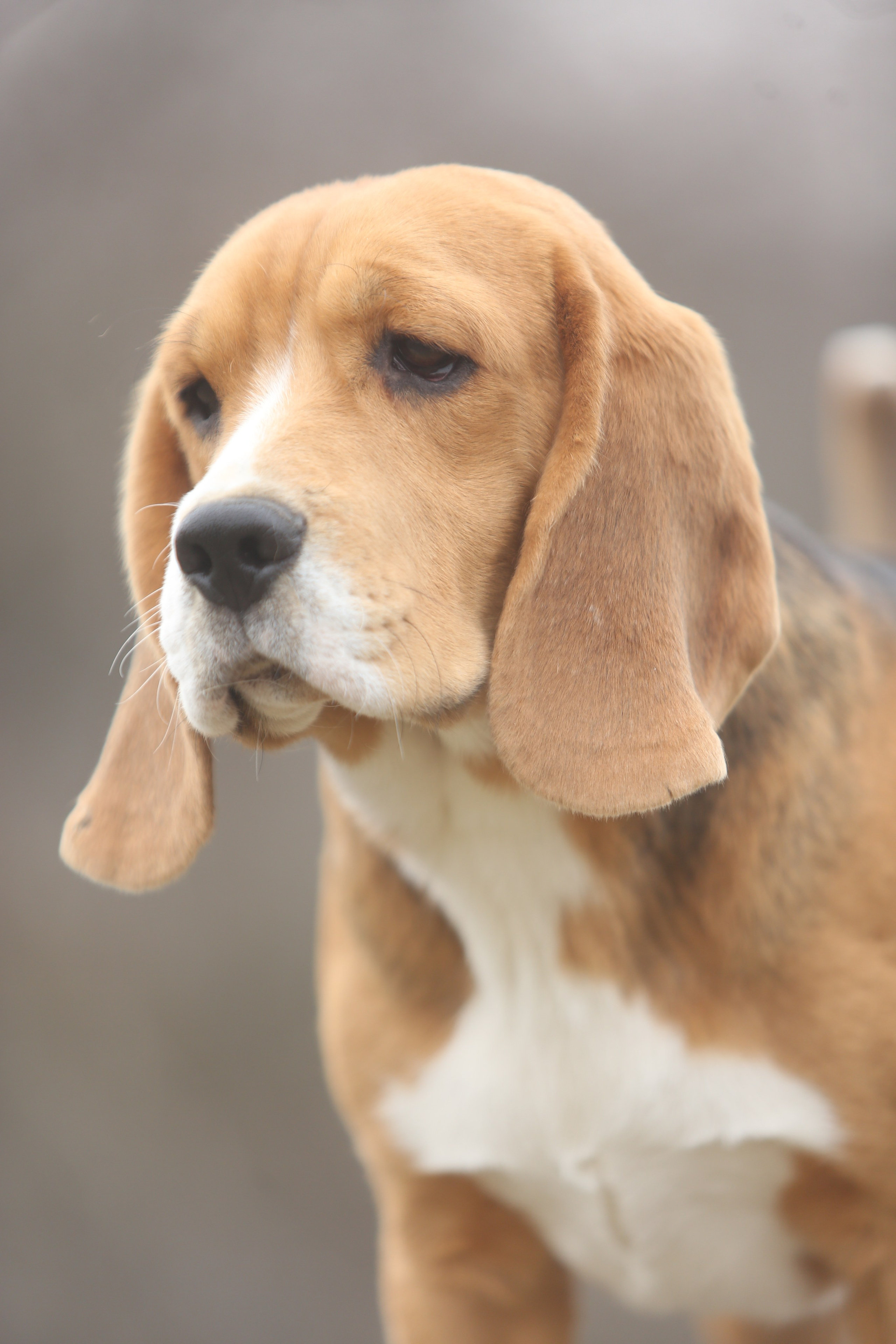 SD Ideal. Розплідник біглей в Україні