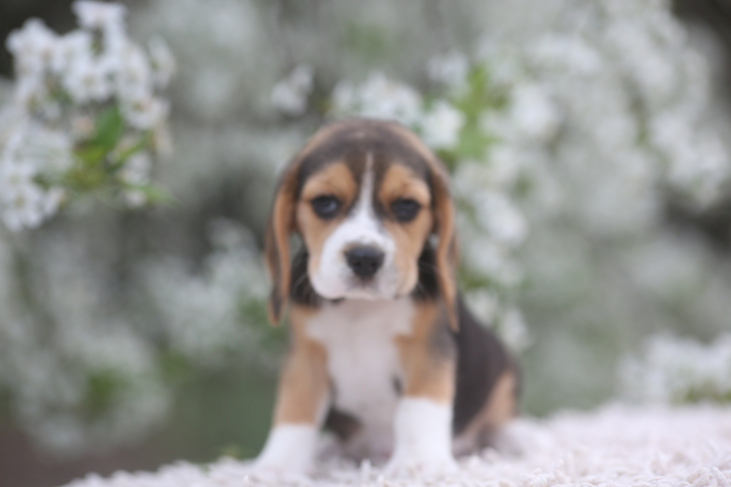 Litter T. Розплідник біглей в Україні