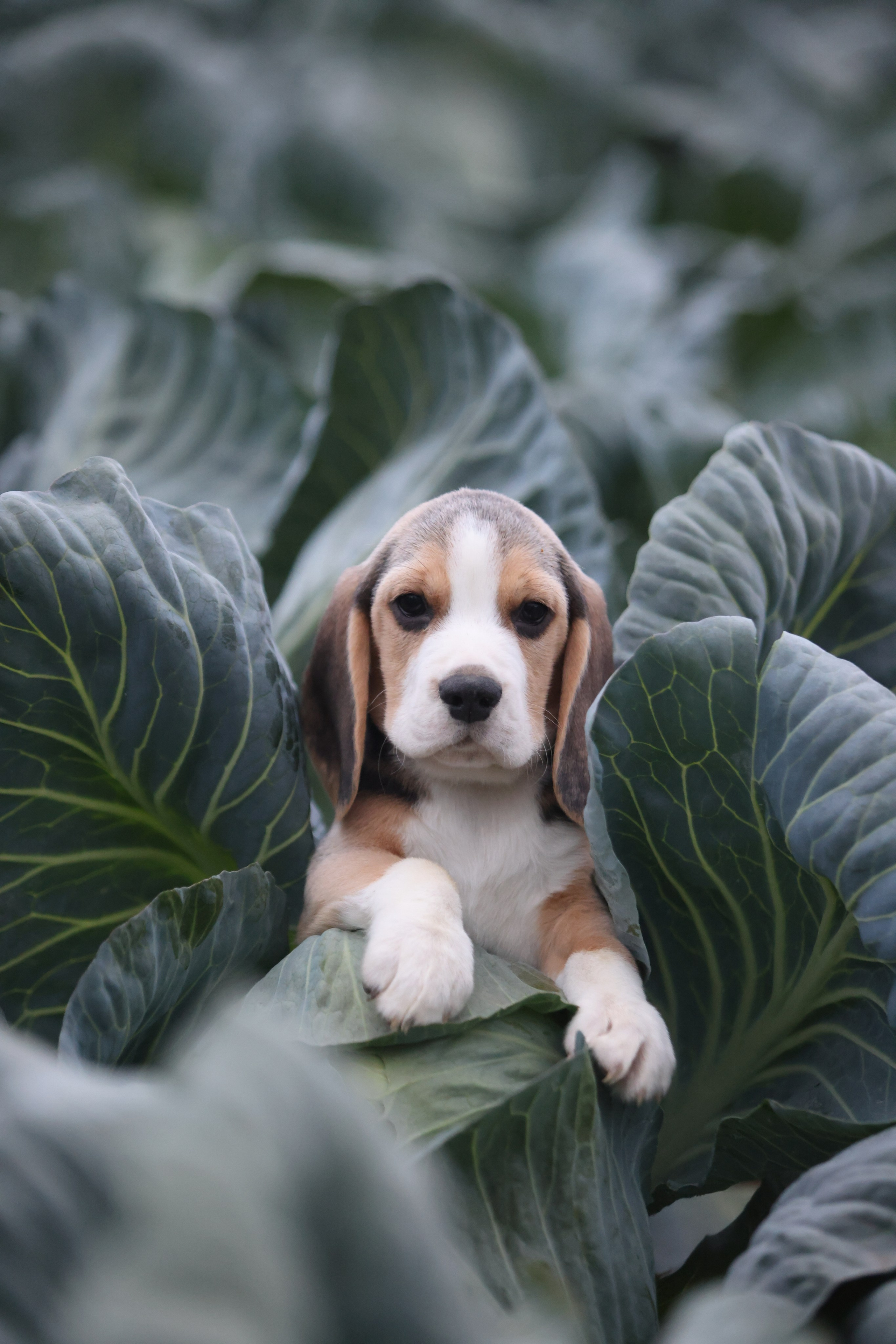 Приплод U. Розплідник біглей в Україні