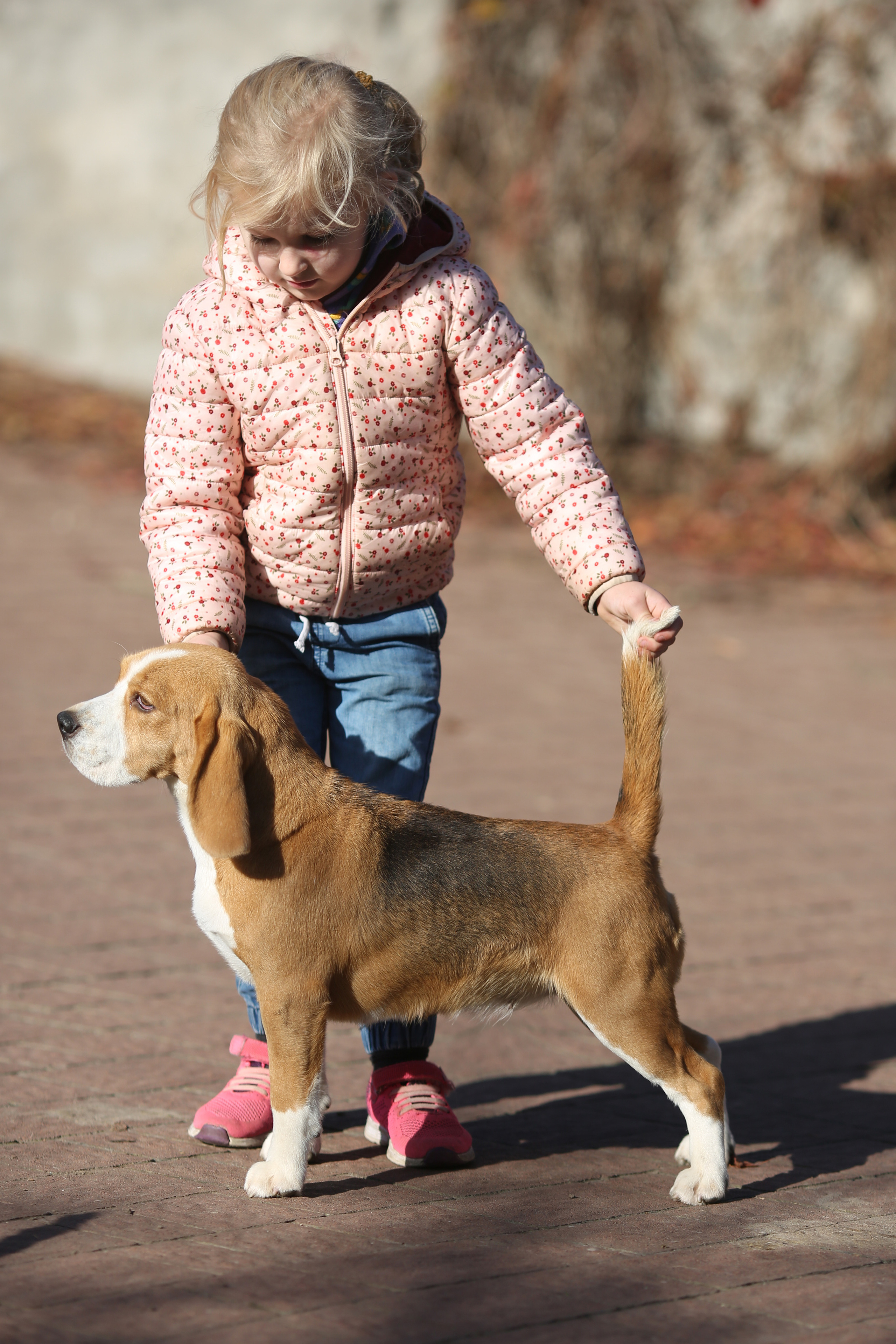Ксандер. Розплідник біглей в Україні
