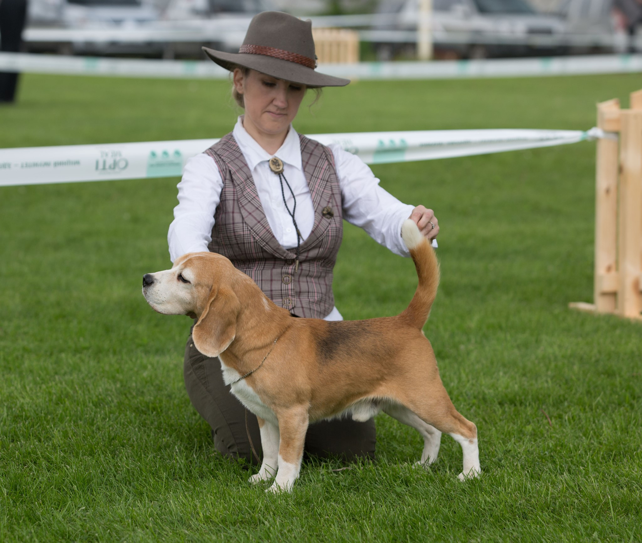 Pocket. Питомник биглей Selesta’s Dreams