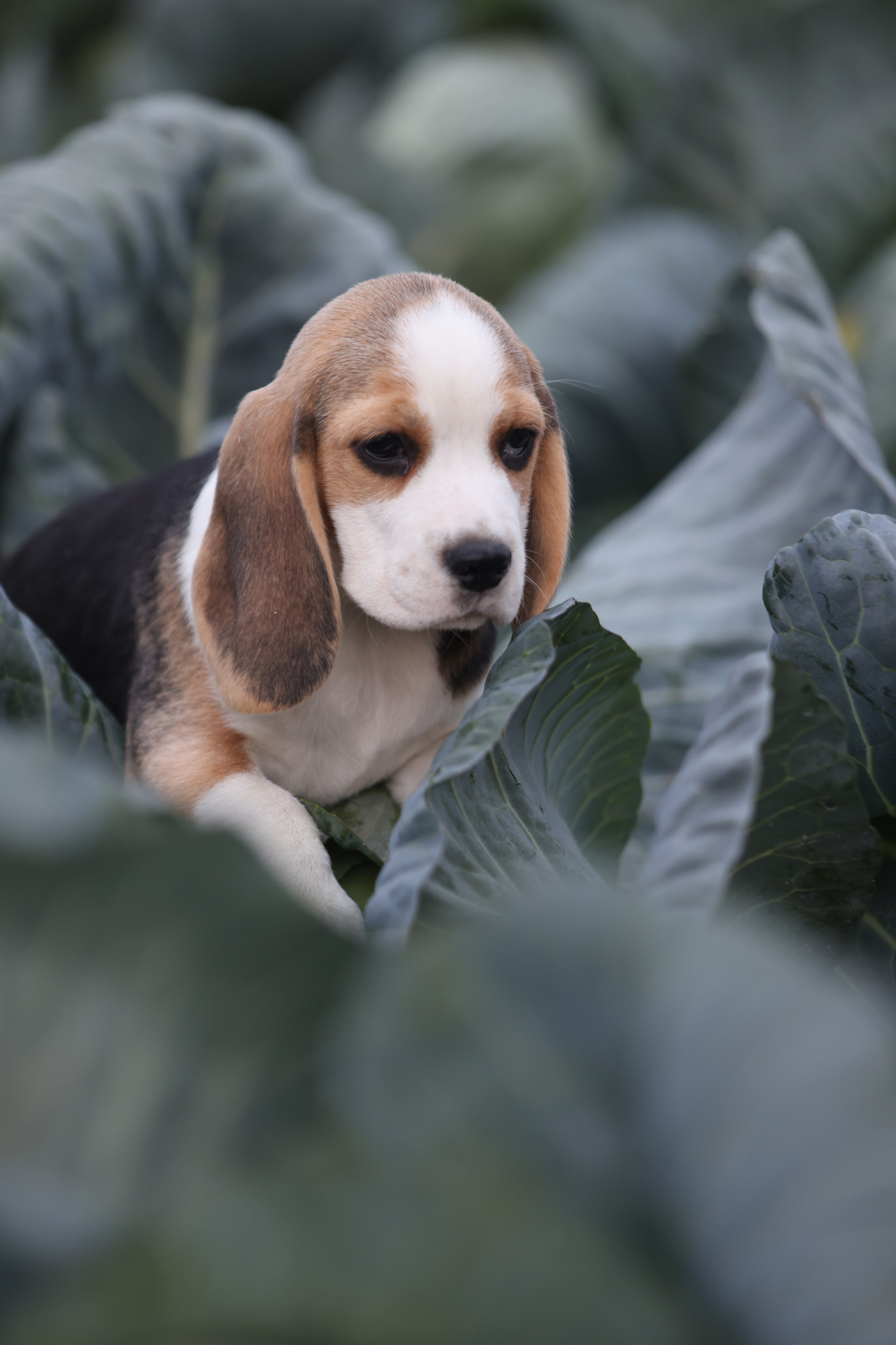 Приплод U. Розплідник біглей в Україні