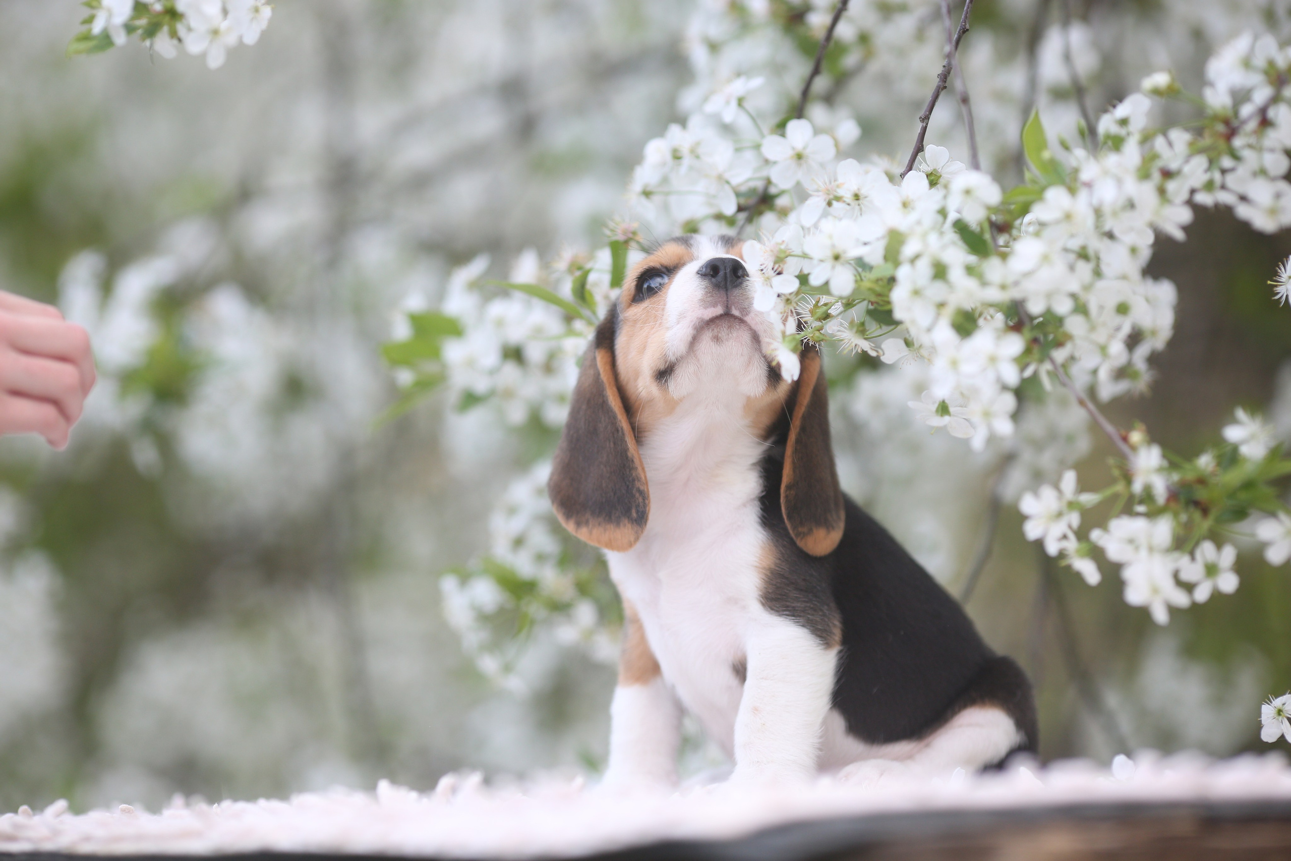 Litter T. Розплідник біглей в Україні