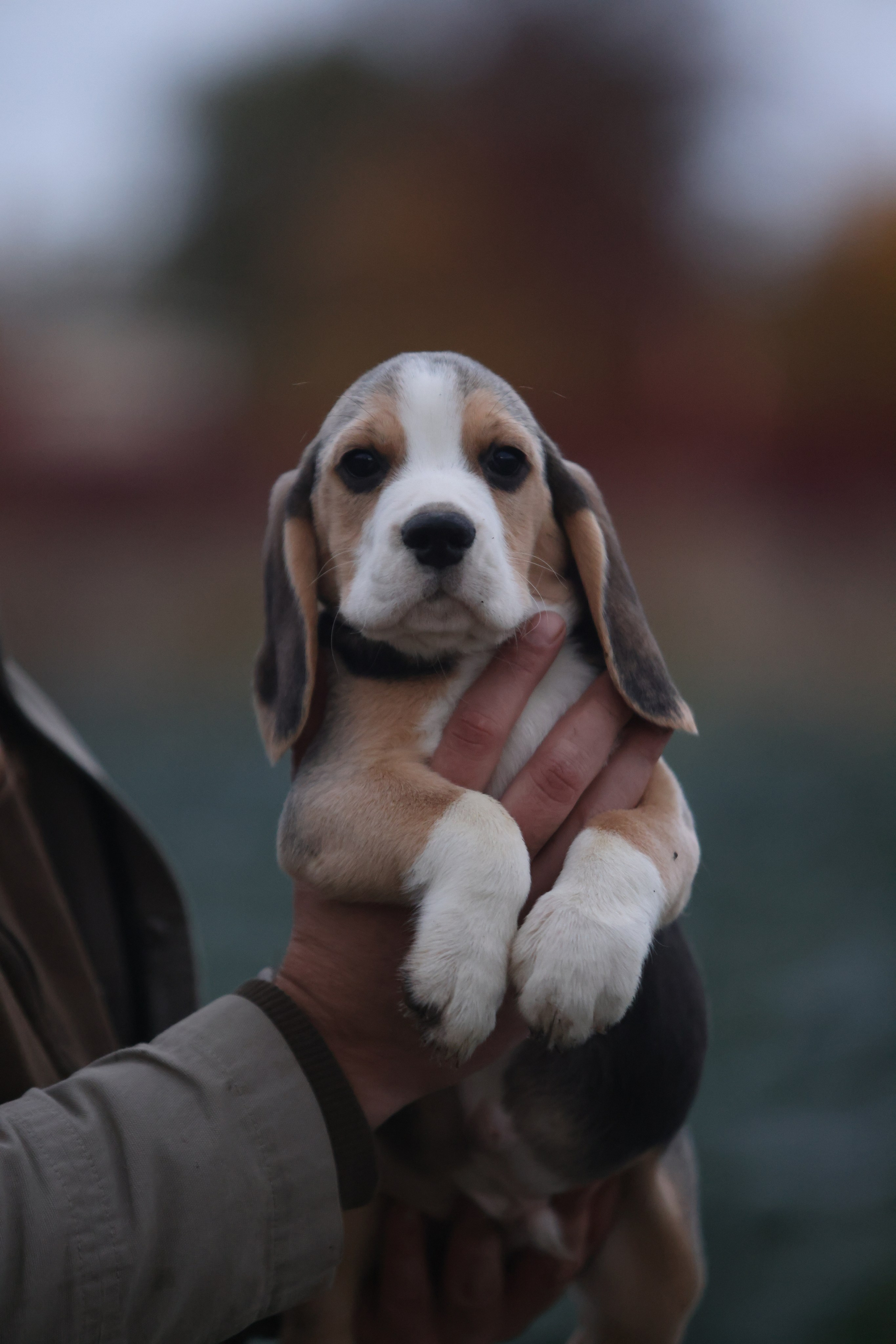 Приплод U. Розплідник біглей в Україні