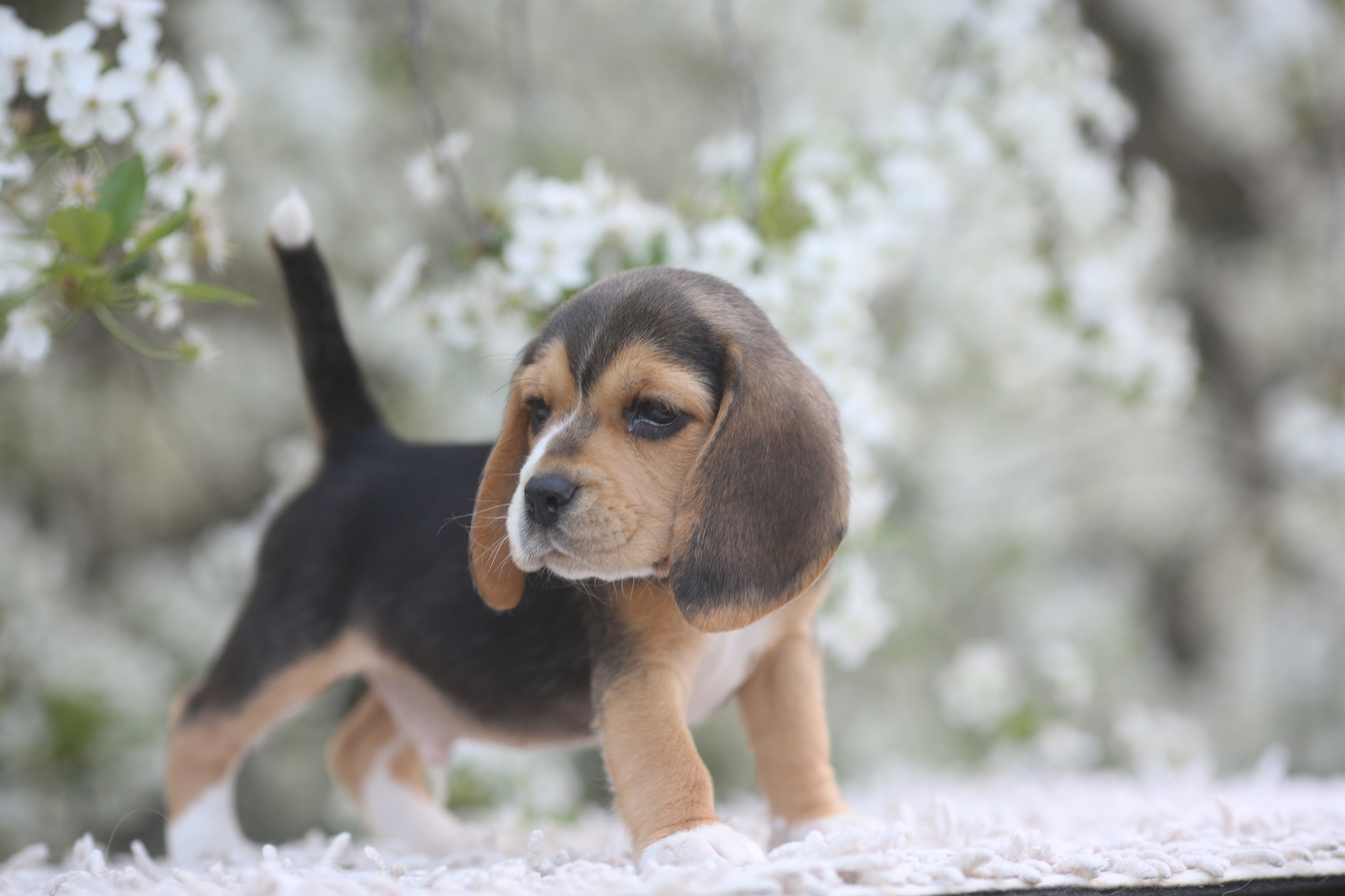 Litter T. Розплідник біглей в Україні