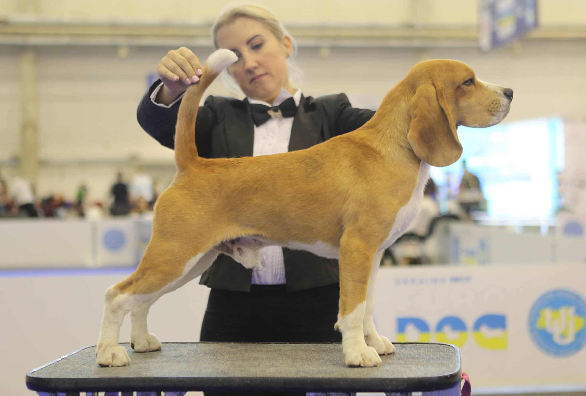 Leo. Питомник биглей Selesta’s Dreams