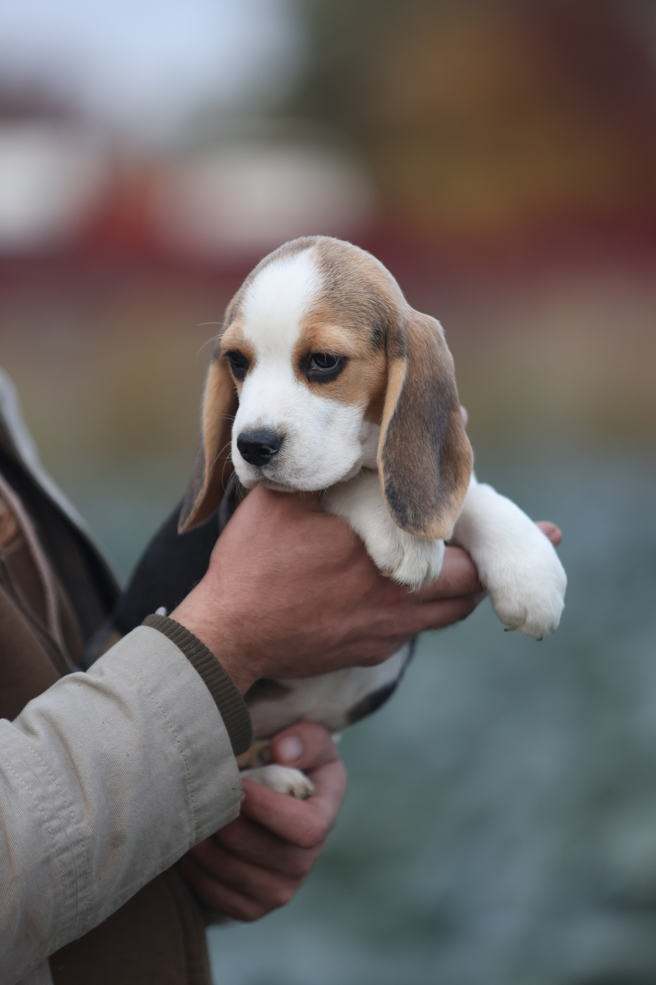 Приплод U. Розплідник біглей в Україні