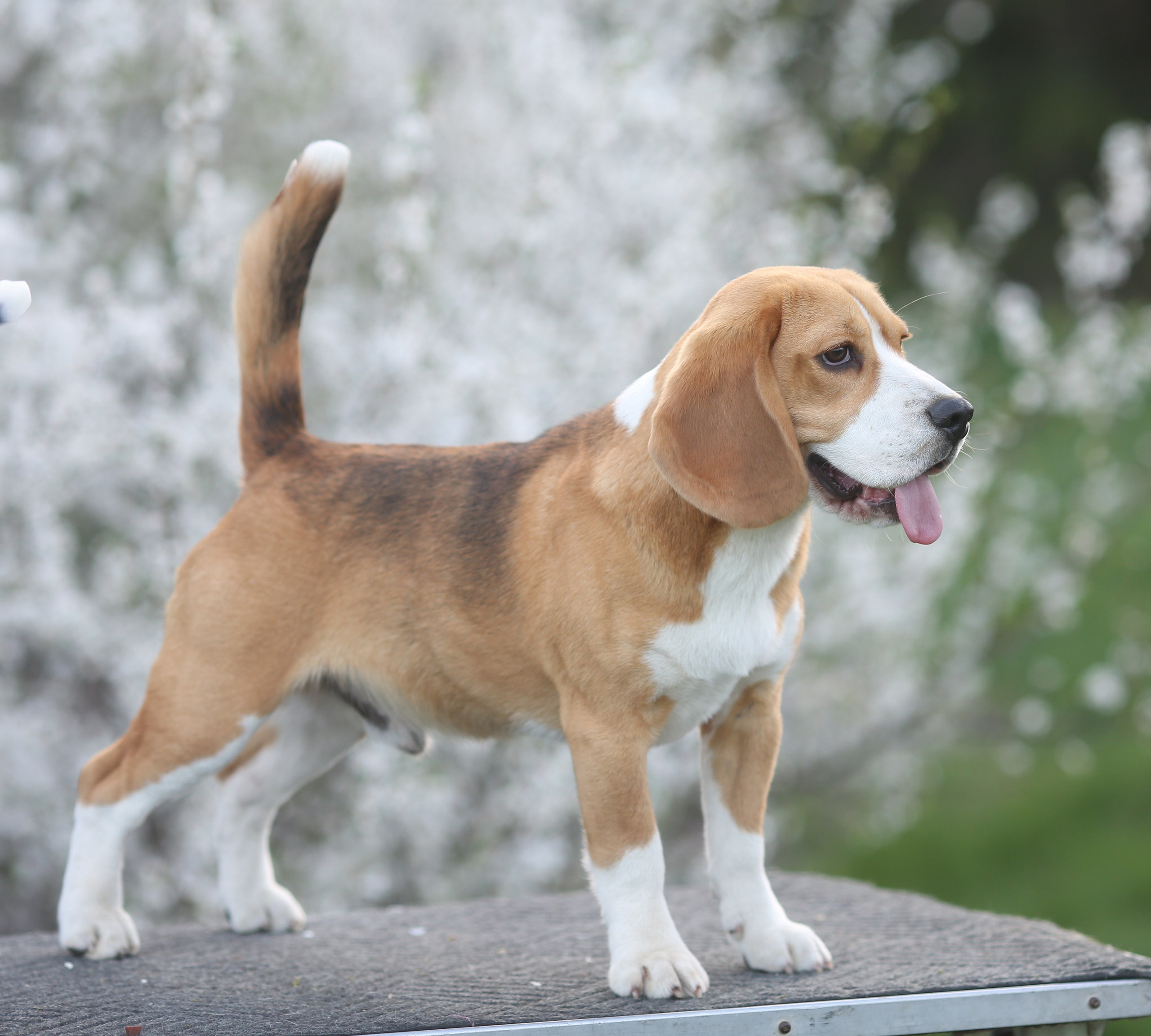 Кофе. Питомник биглей Selesta’s Dreams