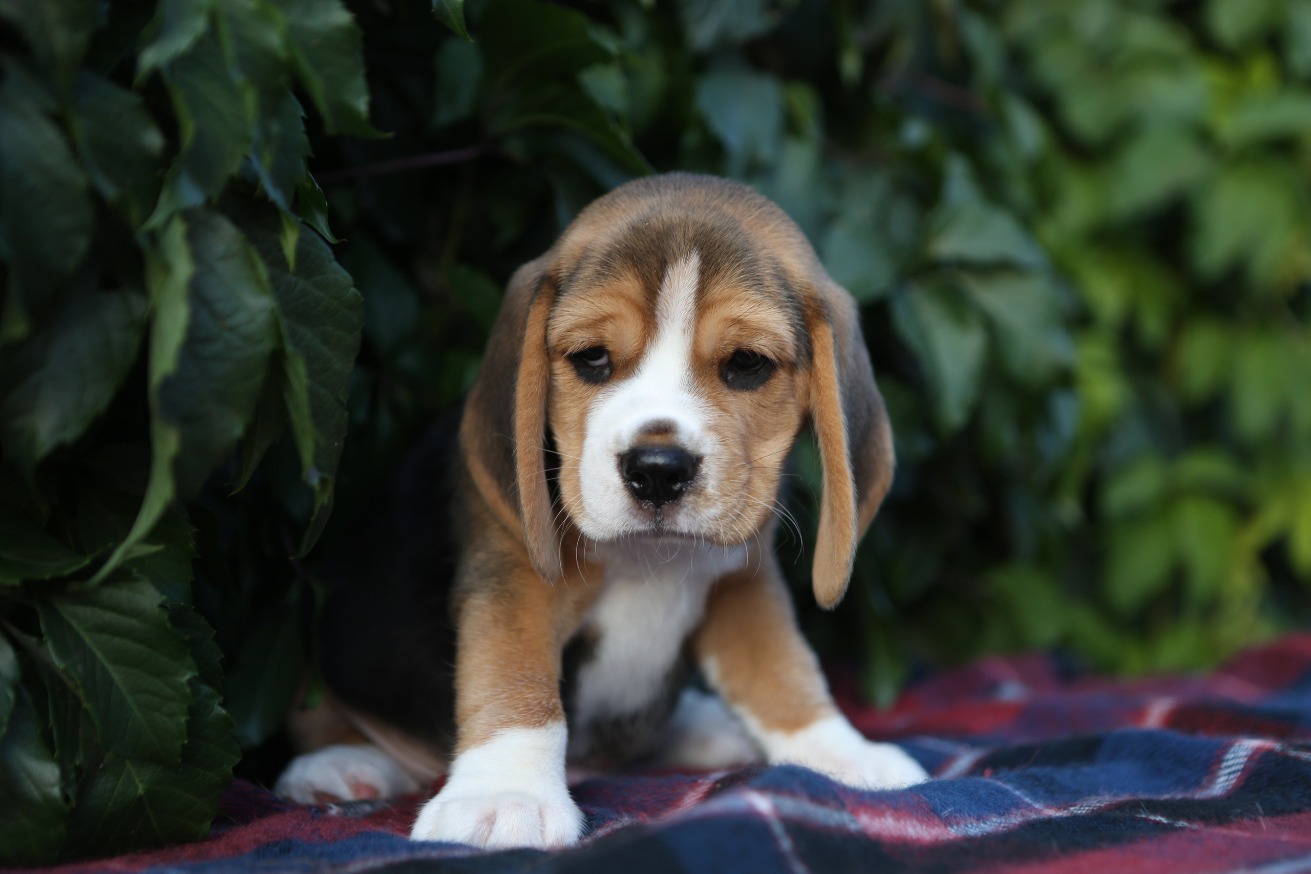 Жан. Розплідник біглей в Україні
