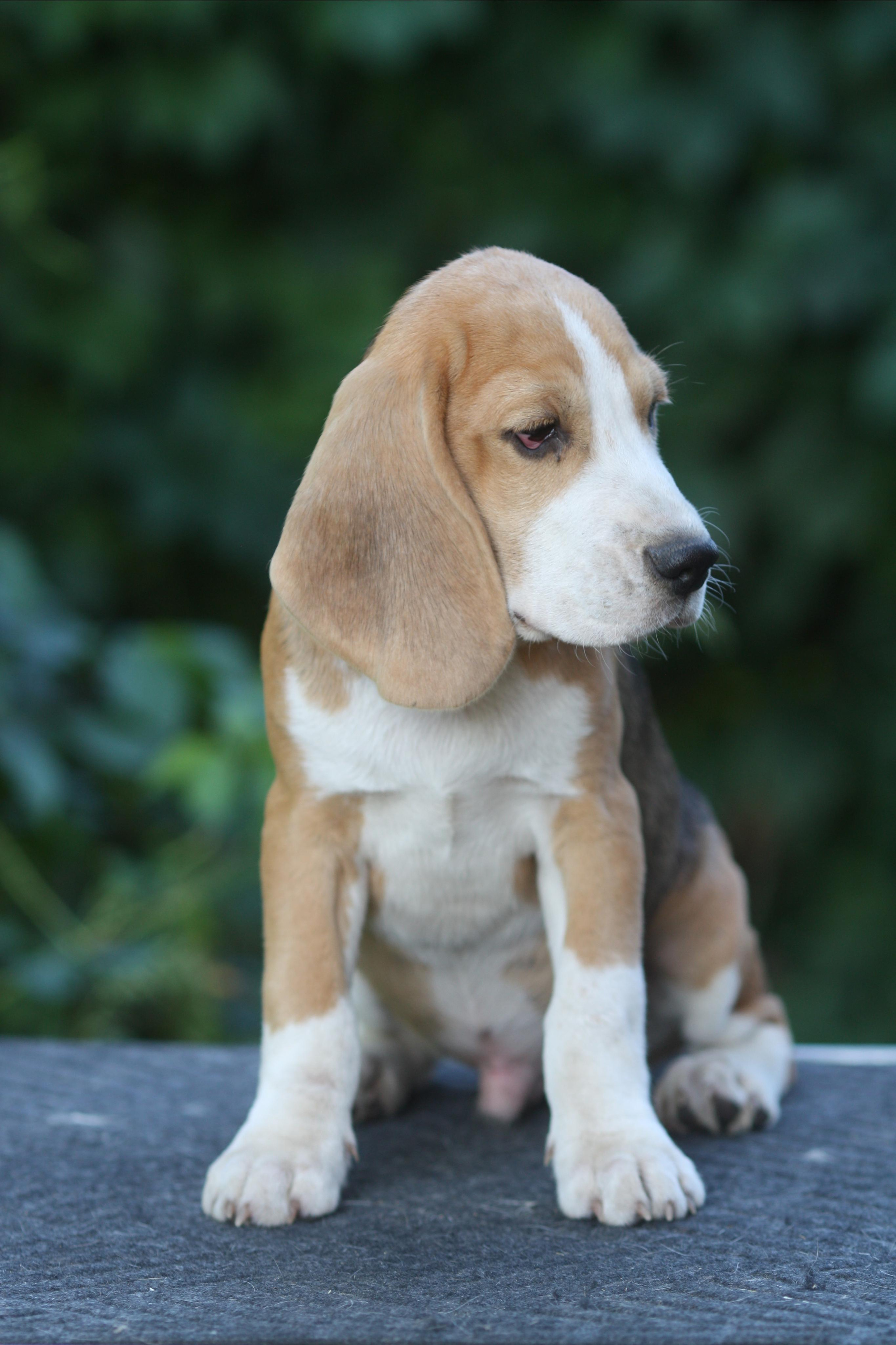 Леста и Єрик. Питомник биглей Selesta’s Dreams