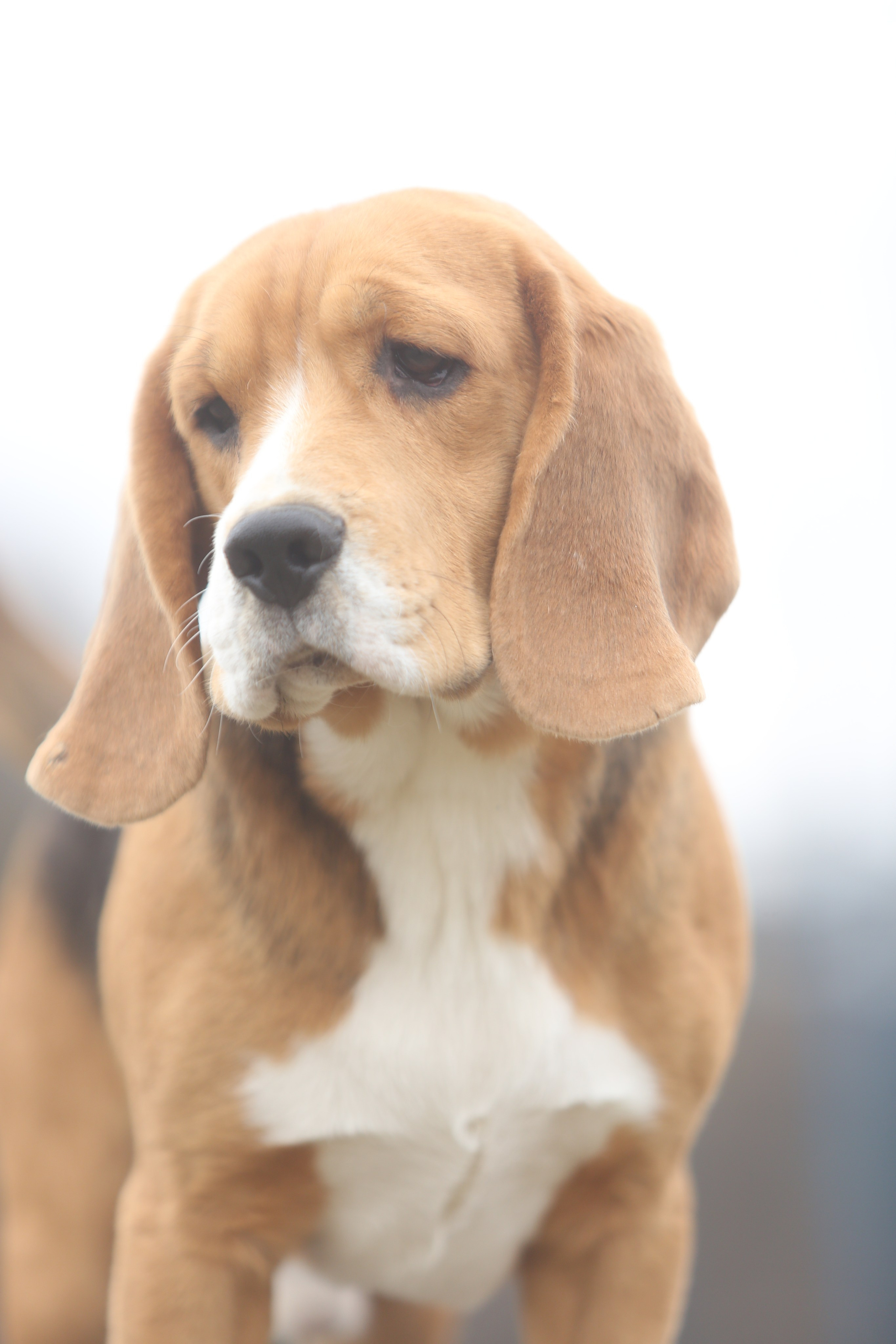 SD Ideal. Розплідник біглей в Україні