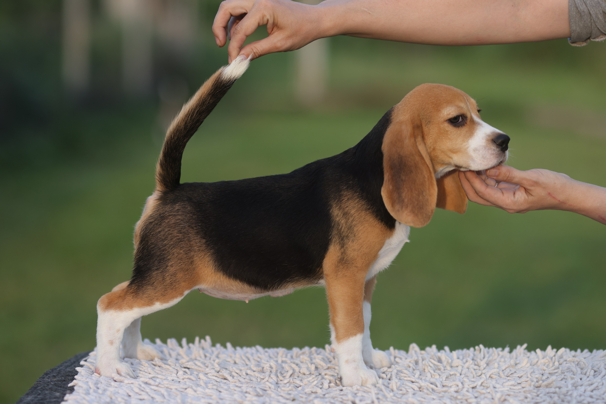 Litter T. Розплідник біглей в Україні