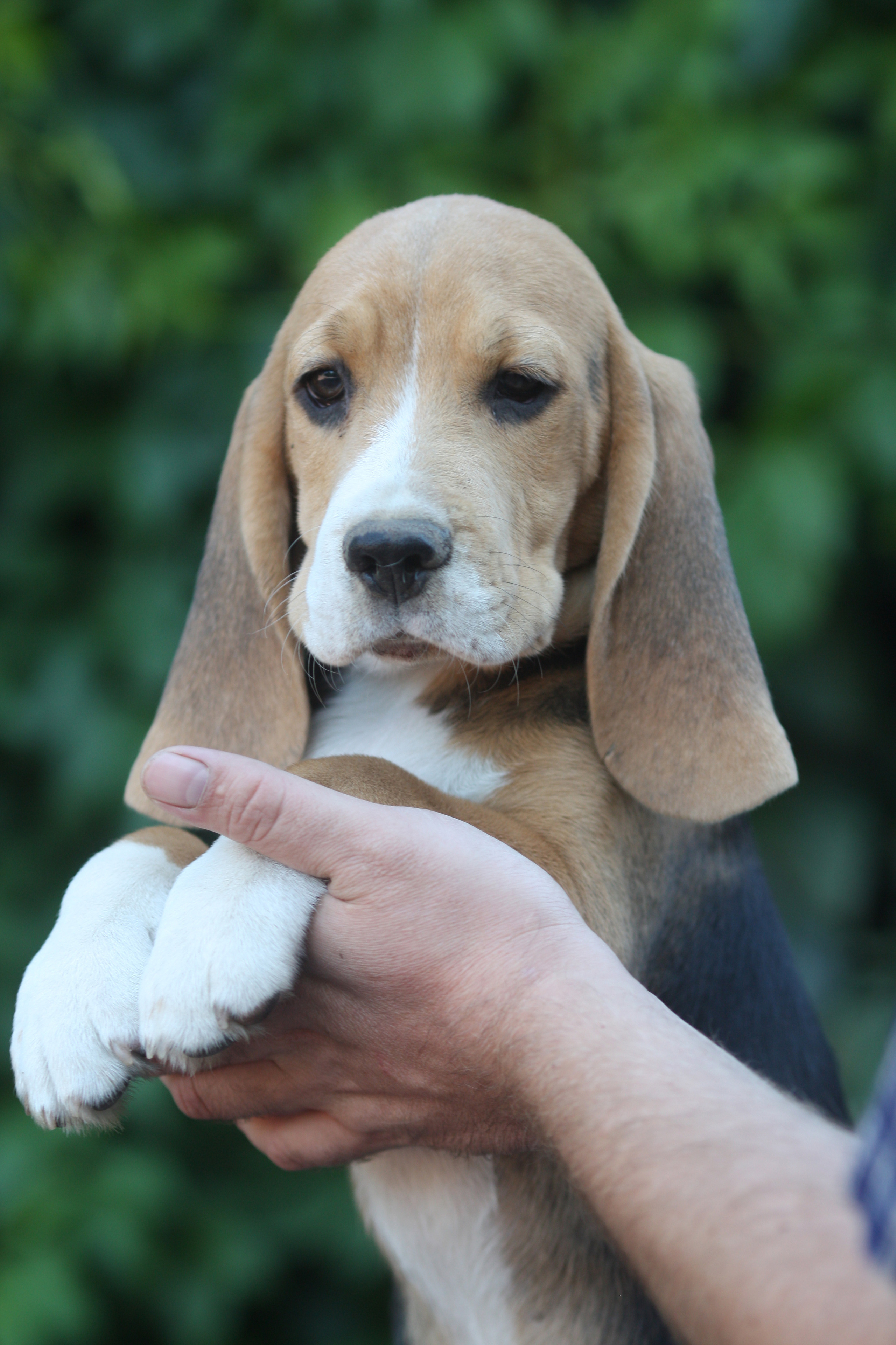 Латте и Принц. Питомник биглей Selesta’s Dreams