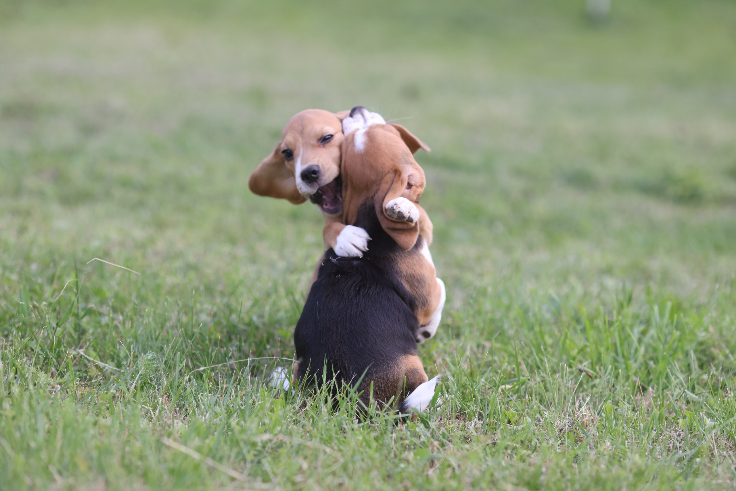 Litter T. Розплідник біглей в Україні