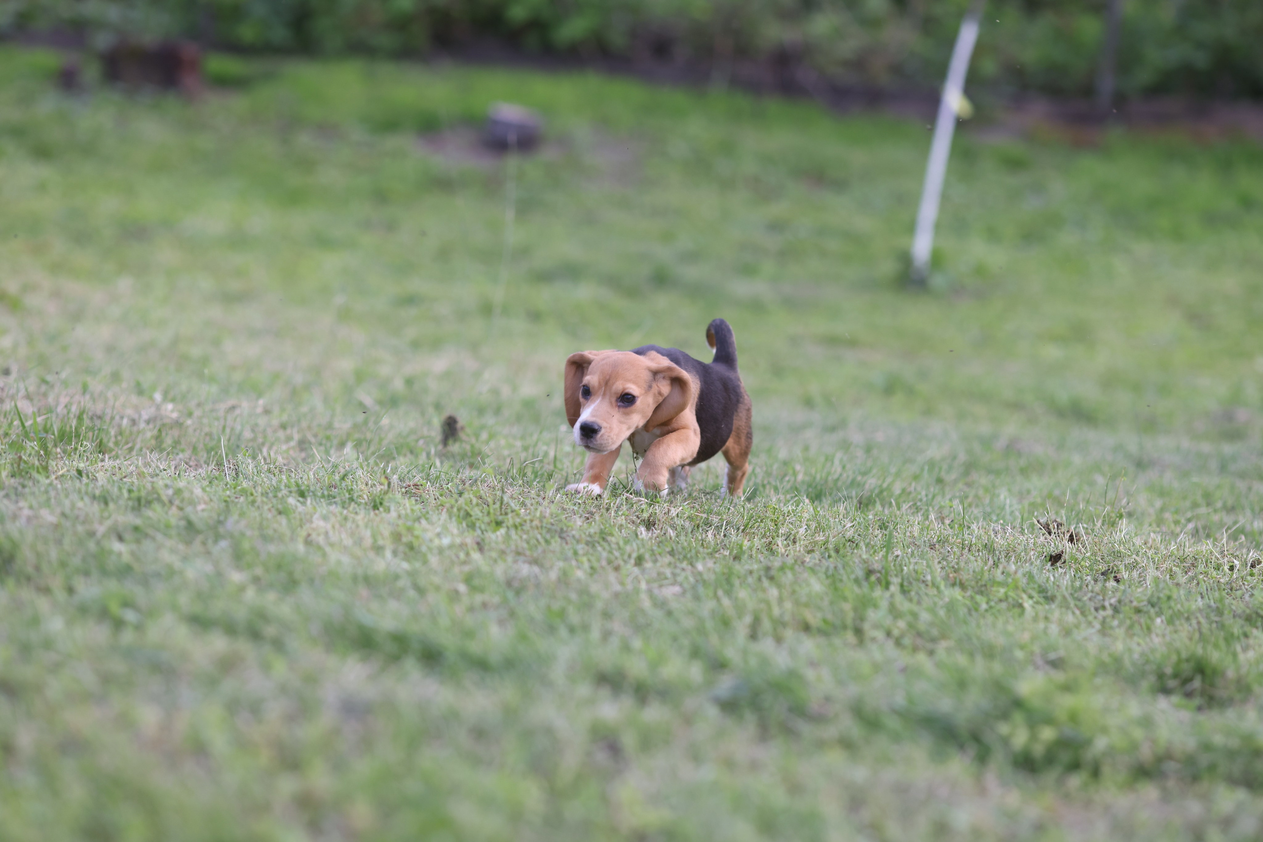 Litter T. Розплідник біглей в Україні