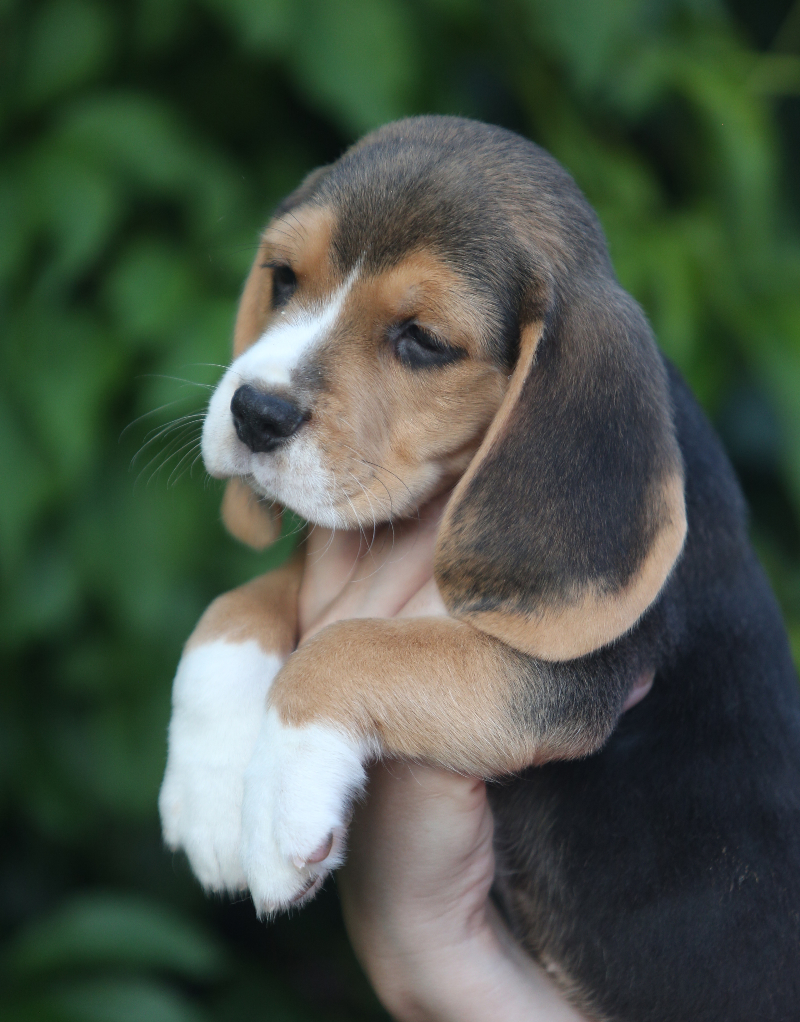 Латте и Принц. Питомник биглей Selesta’s Dreams