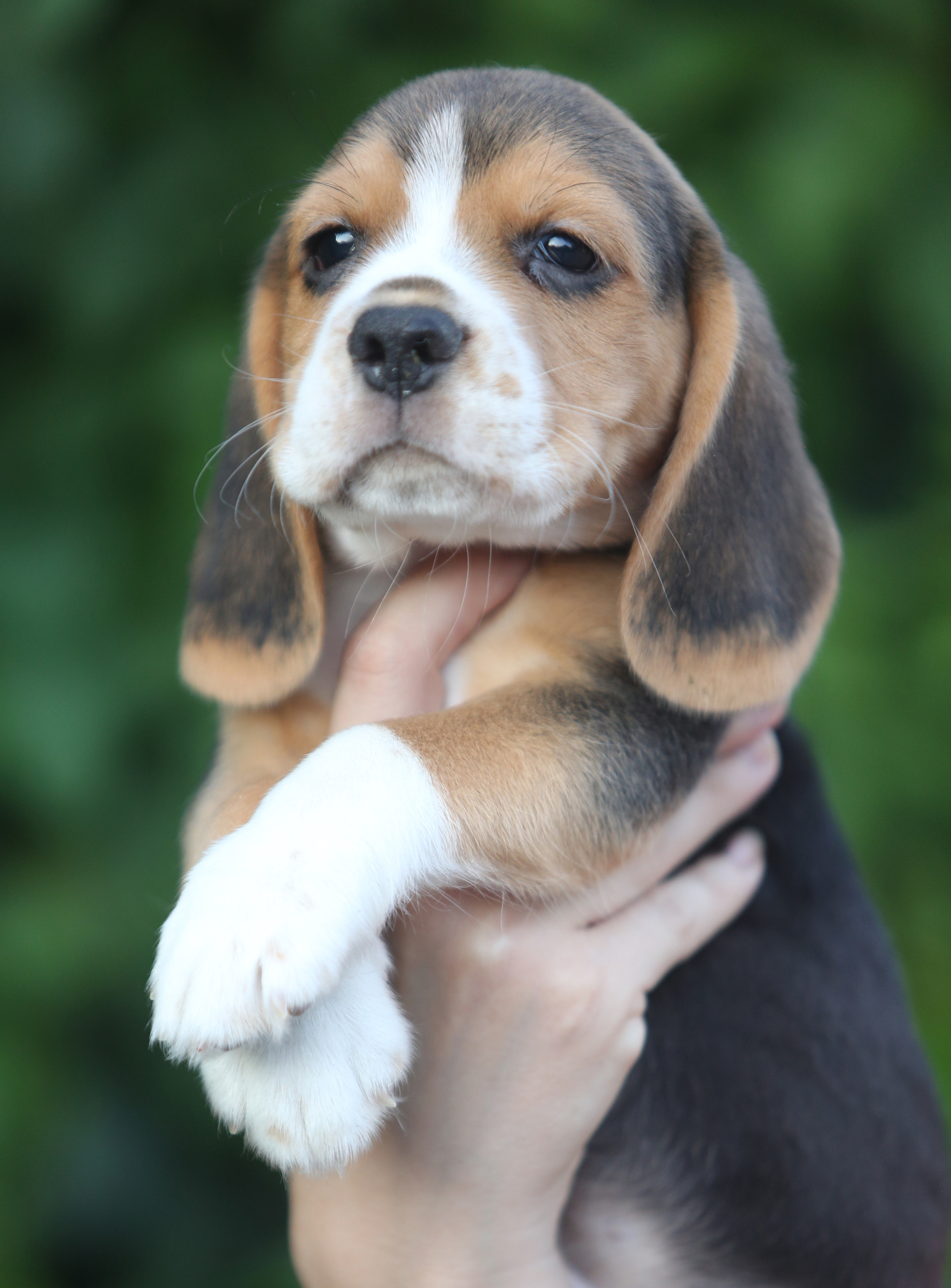 Латте и Принц. Питомник биглей Selesta’s Dreams