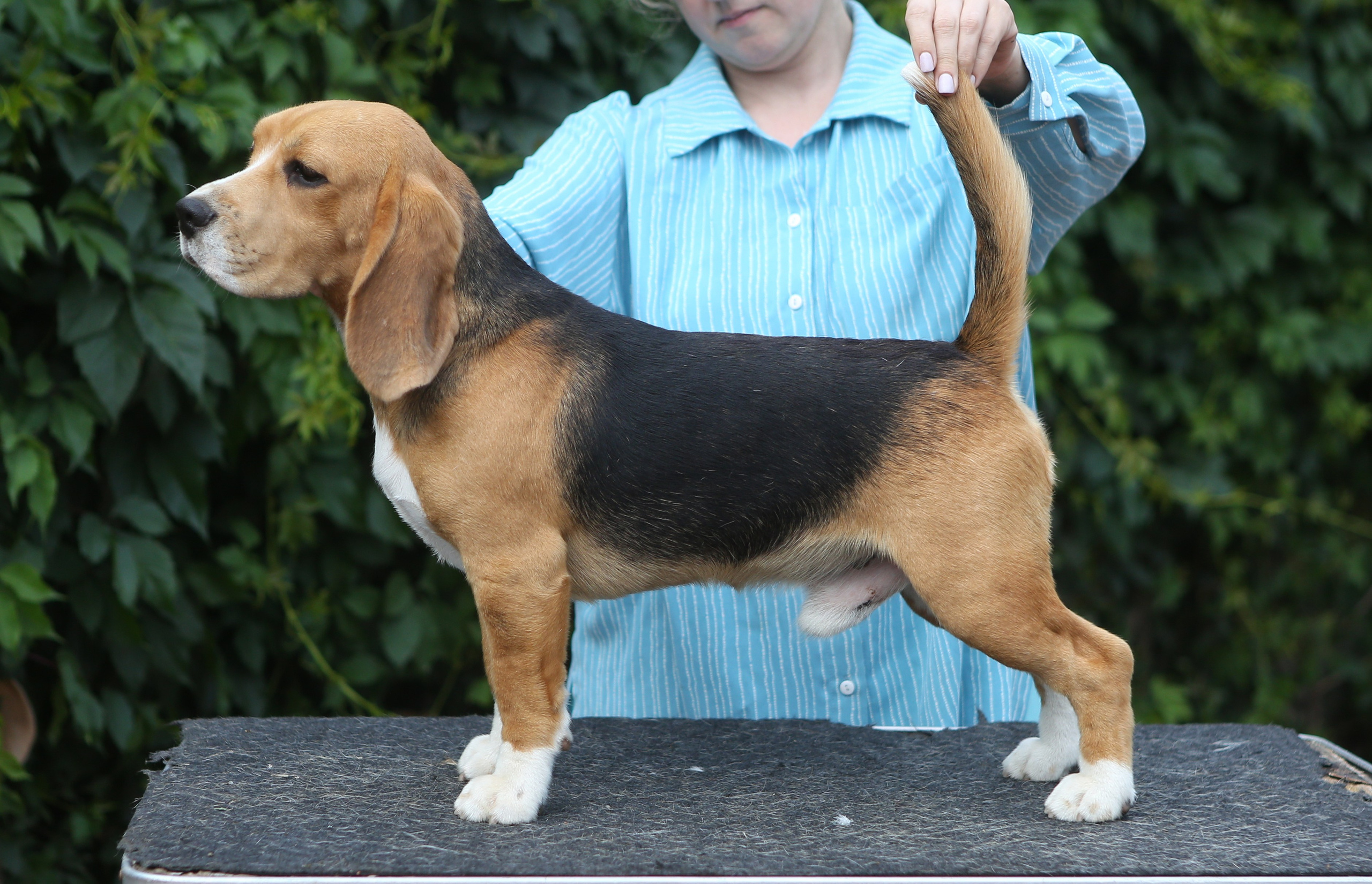 SD Ideal. Розплідник біглей в Україні