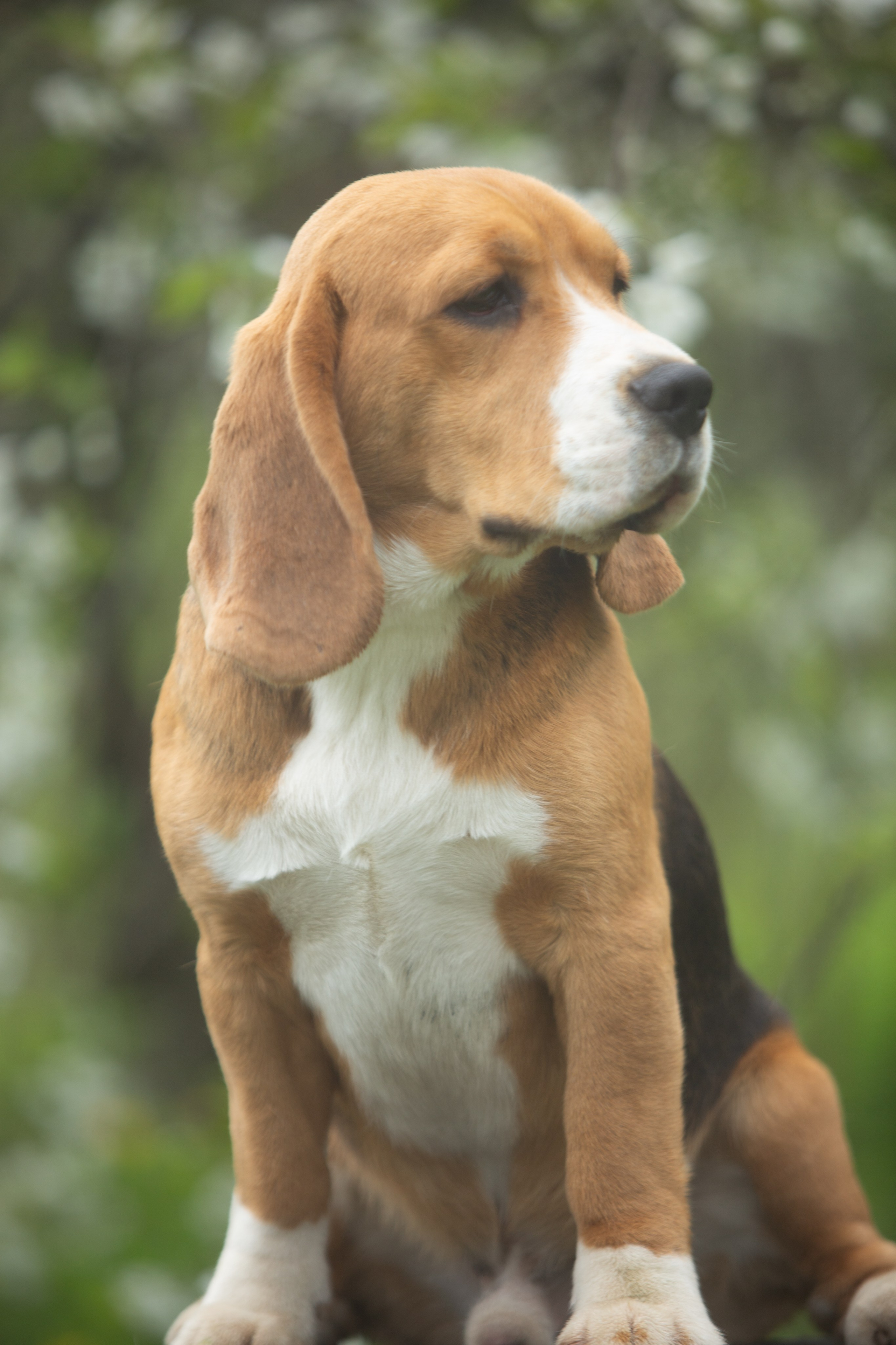 SD Ideal. Розплідник біглей в Україні