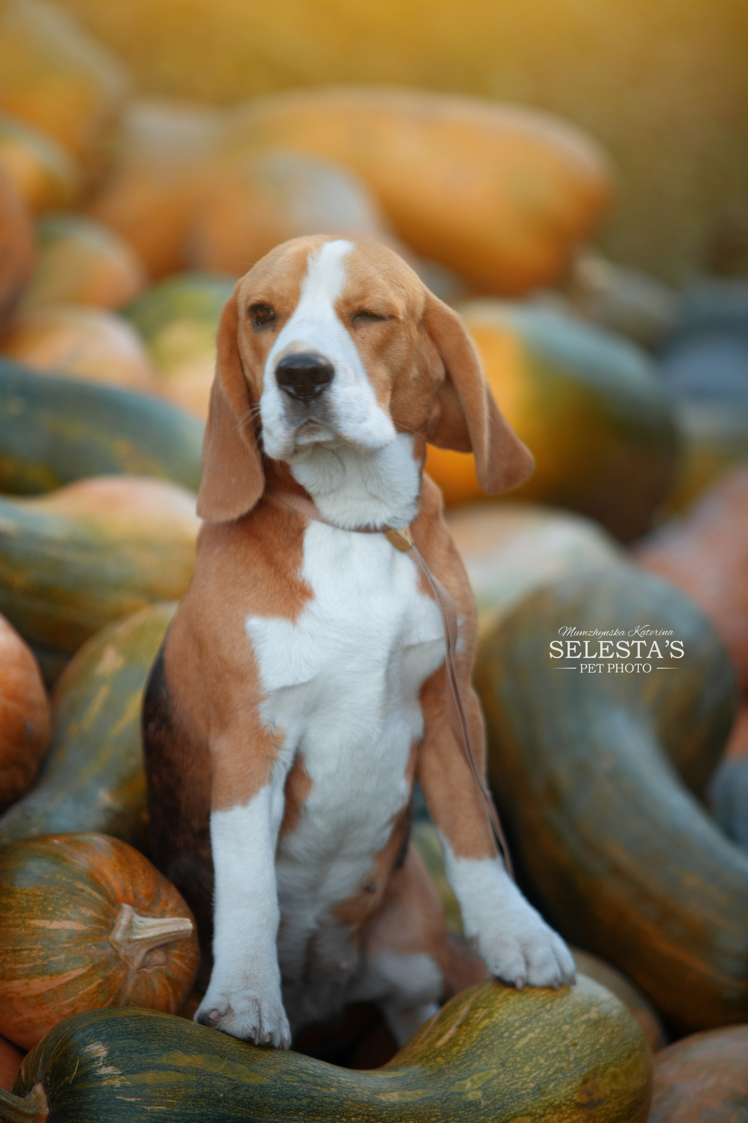 Лате. Розплідник біглей в Україні