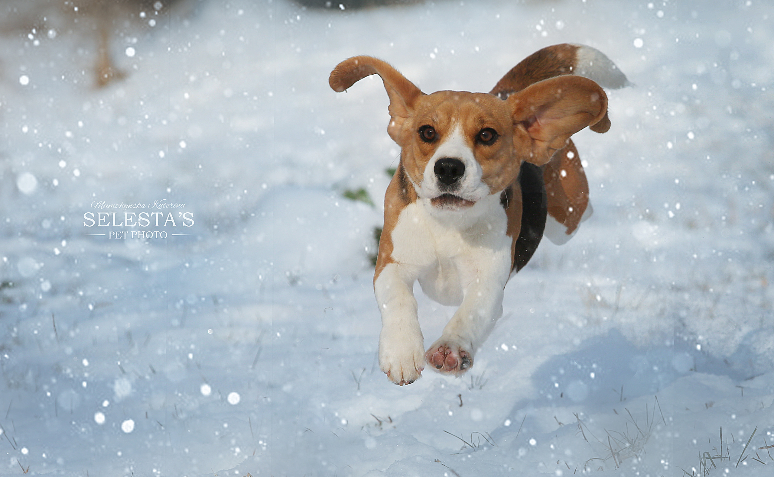 Wella. Питомник биглей Selesta’s Dreams