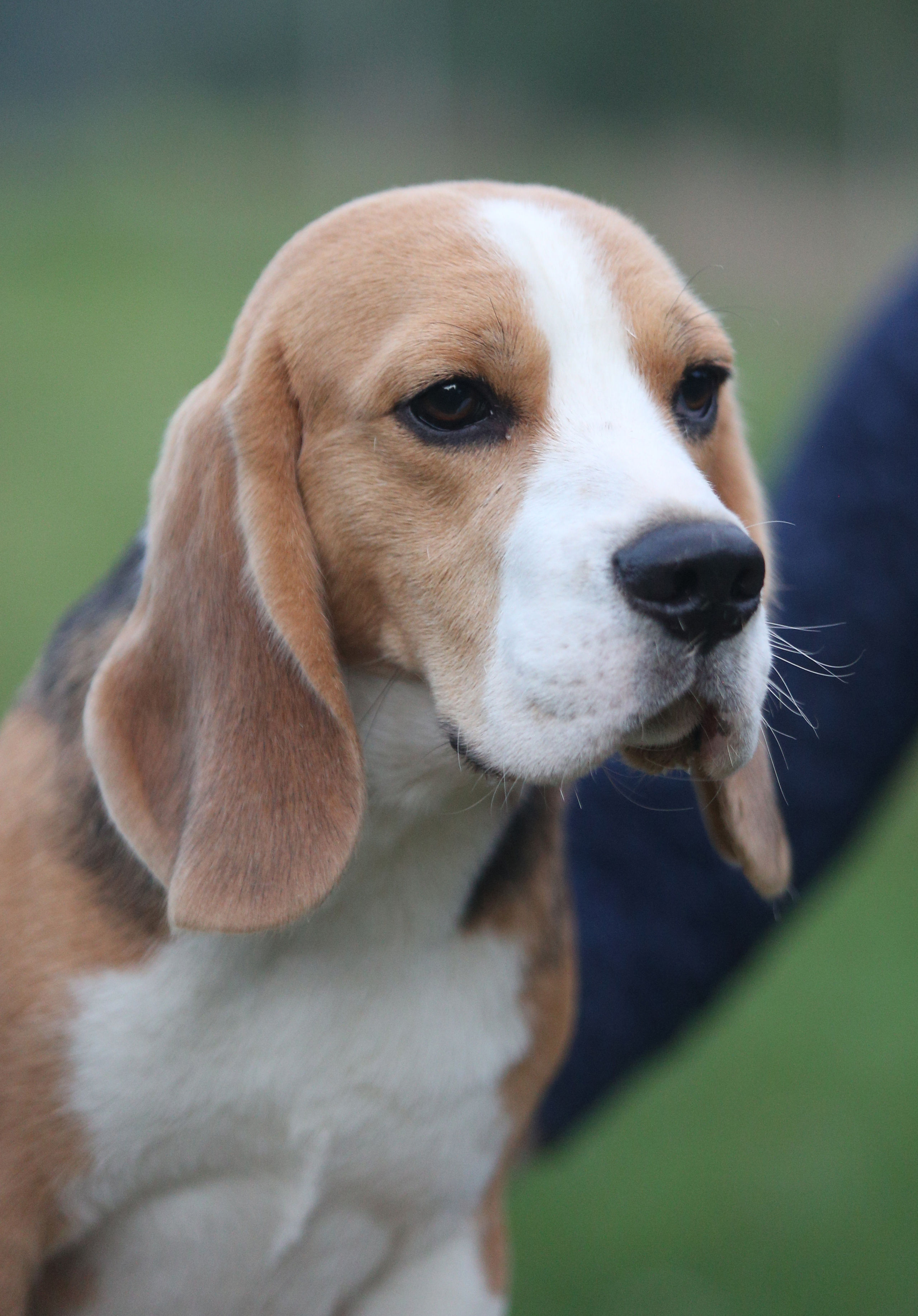 Ден. Розплідник біглей в Україні