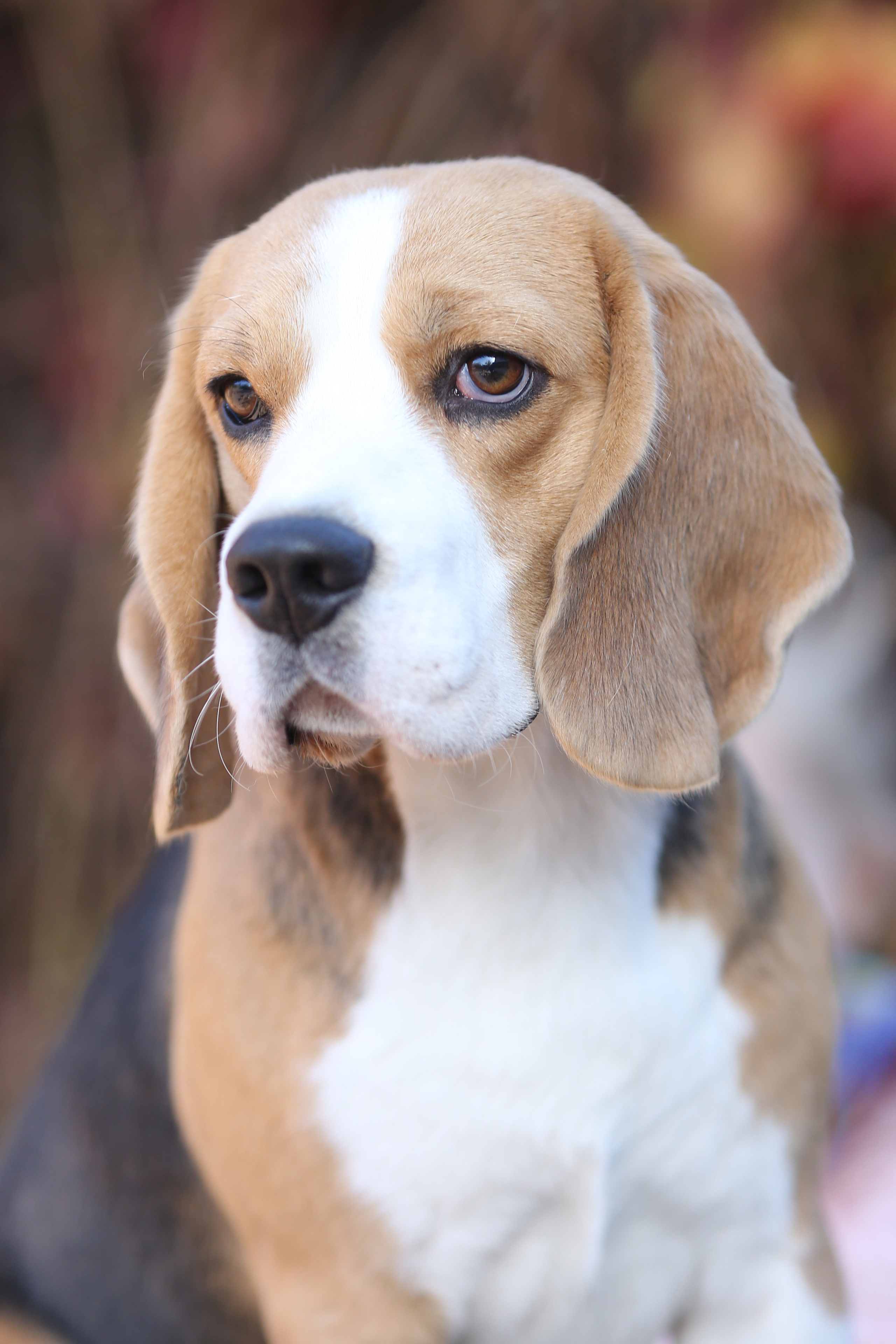 Ден. Розплідник біглей в Україні