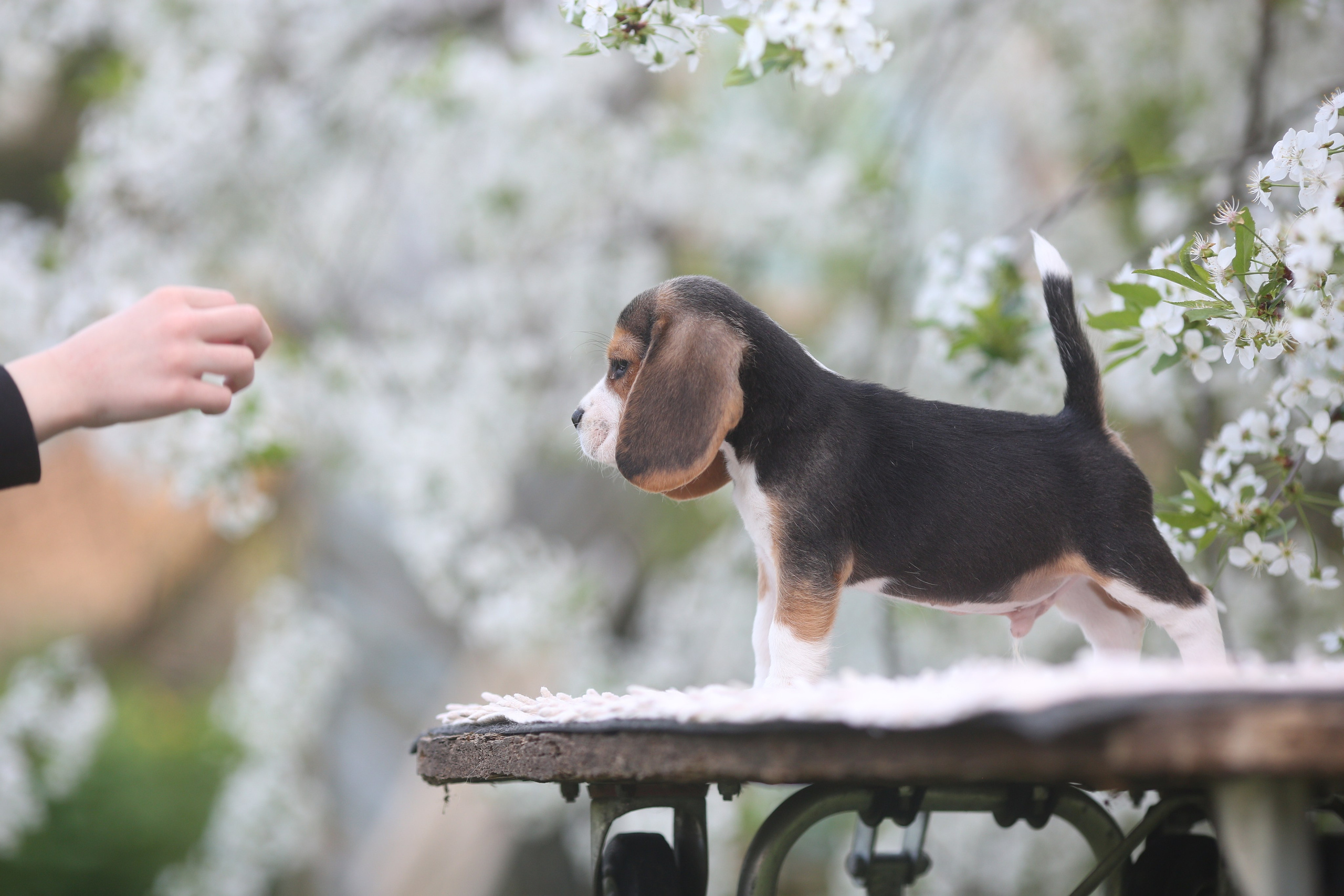 Litter T. Розплідник біглей в Україні