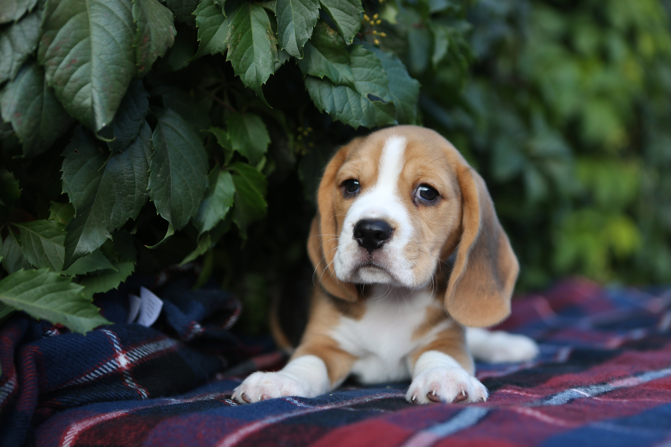 Кофе. Питомник биглей Selesta’s Dreams