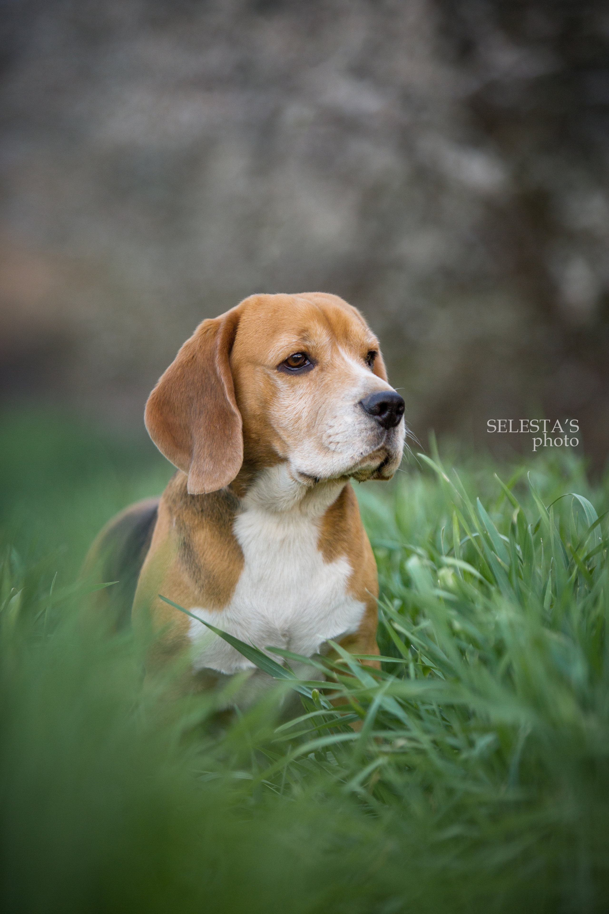 Prince. Питомник биглей Selesta’s Dreams