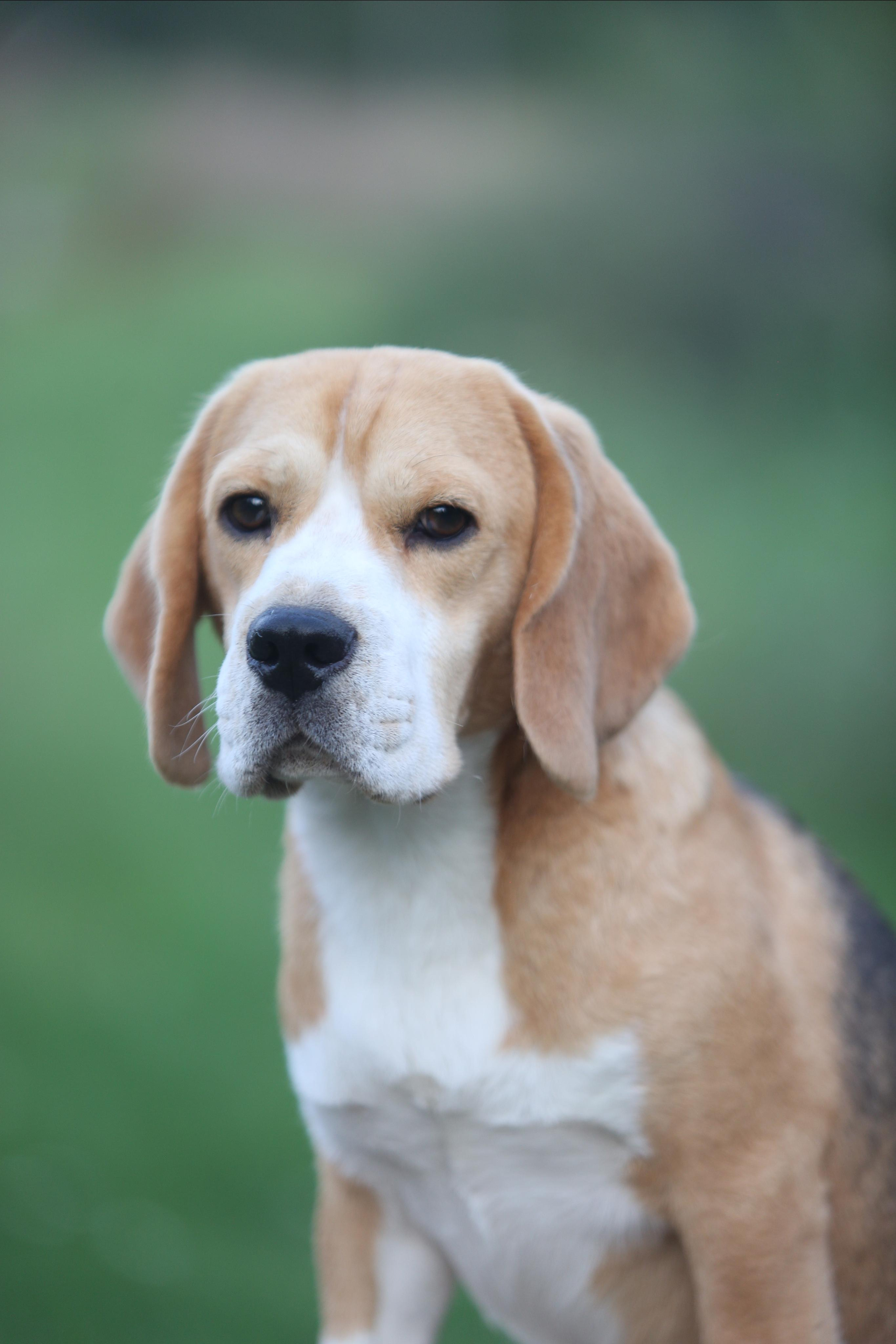 Arti. Питомник биглей Selesta’s Dreams