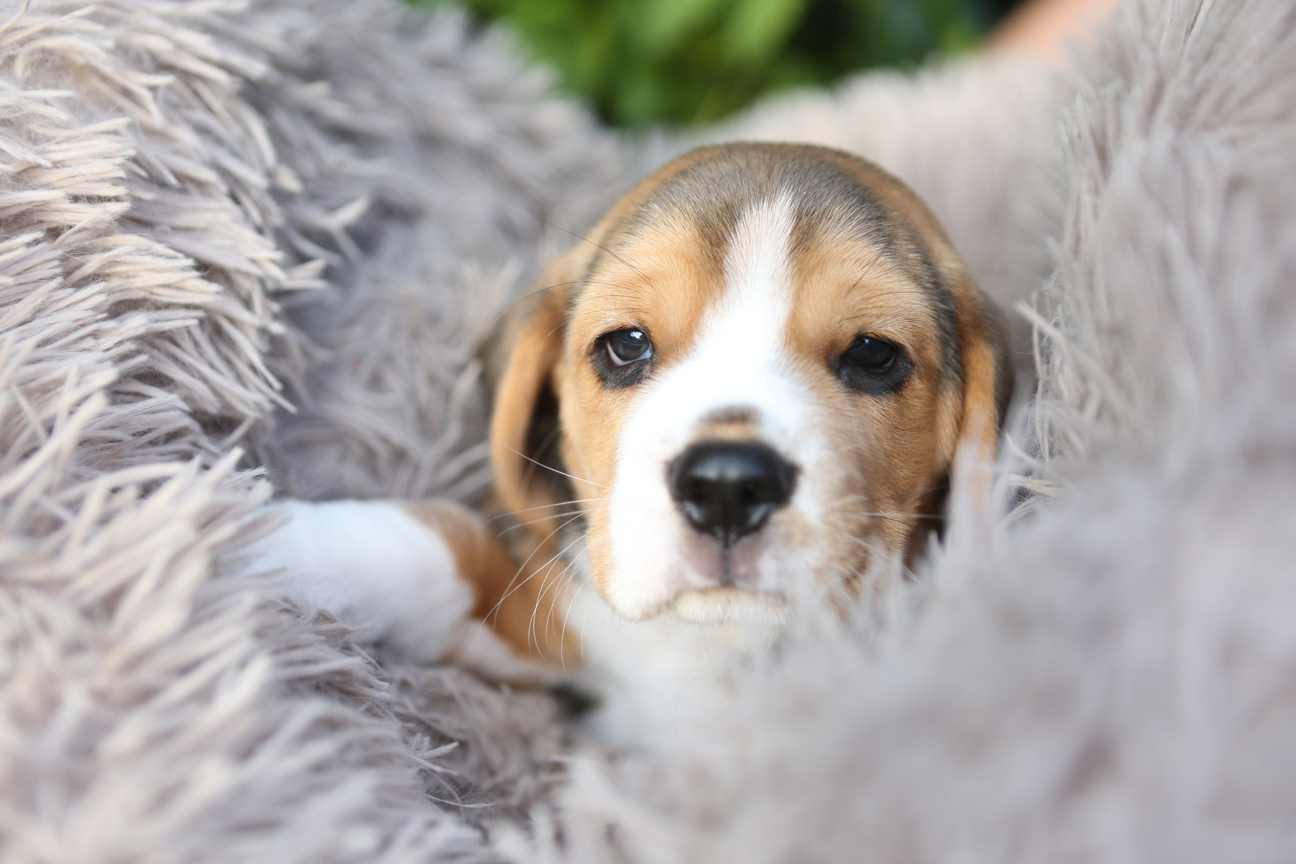 Жан. Розплідник біглей в Україні