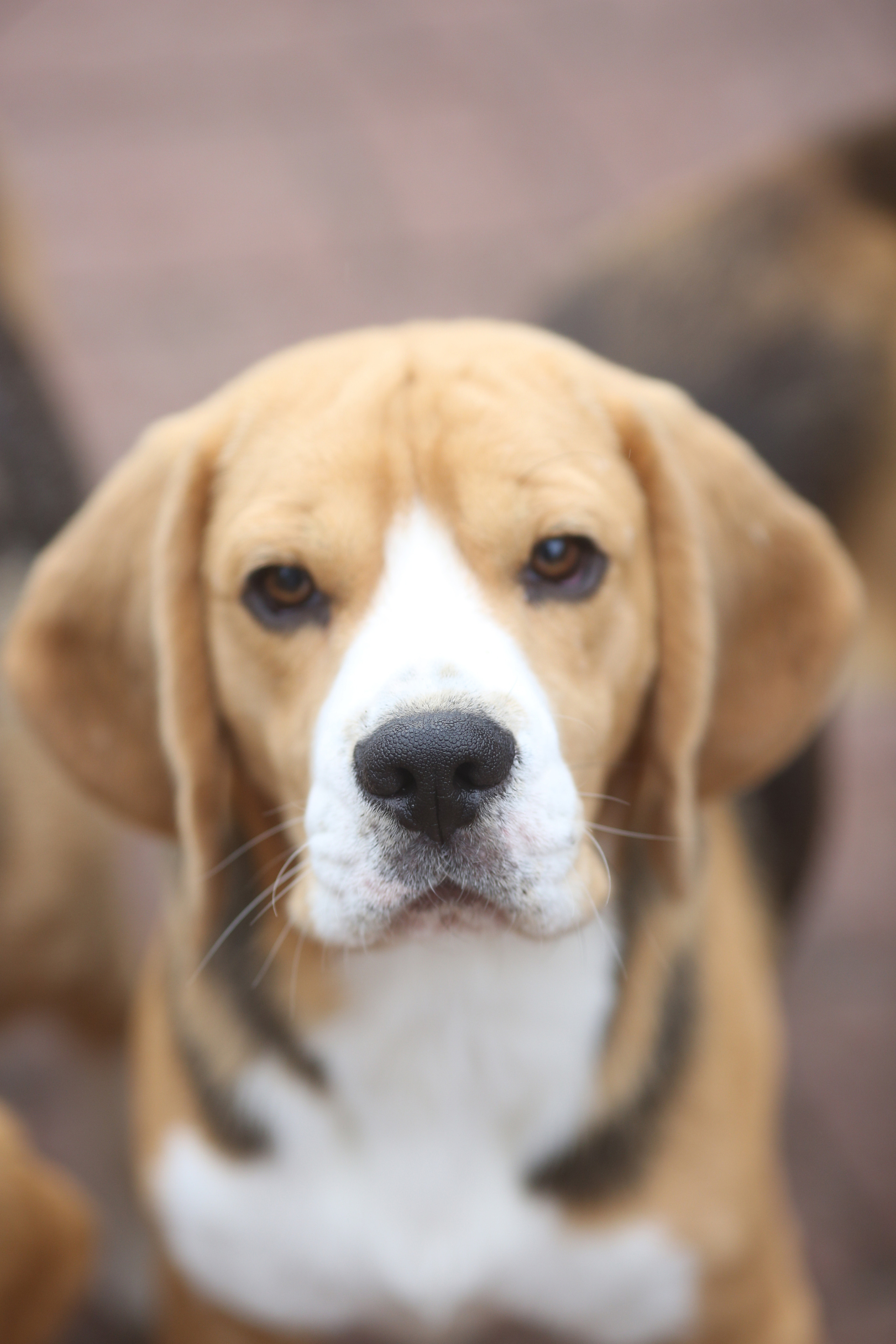 Krepish. Питомник биглей Selesta’s Dreams