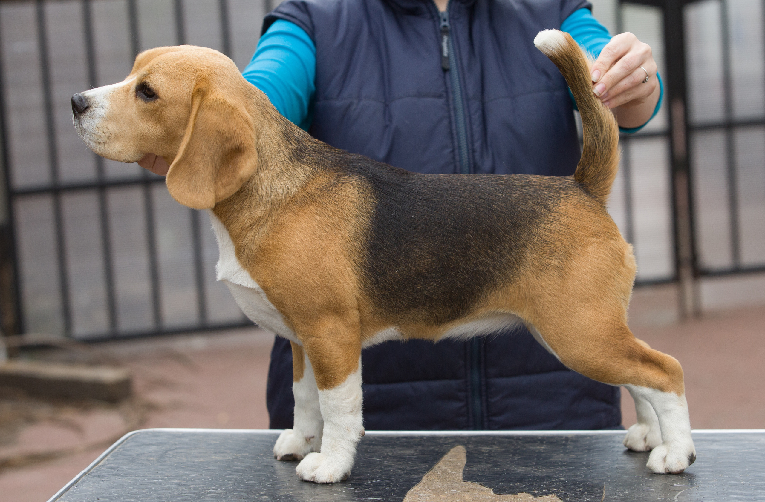 Інфінінті. Розплідник біглей в Україні