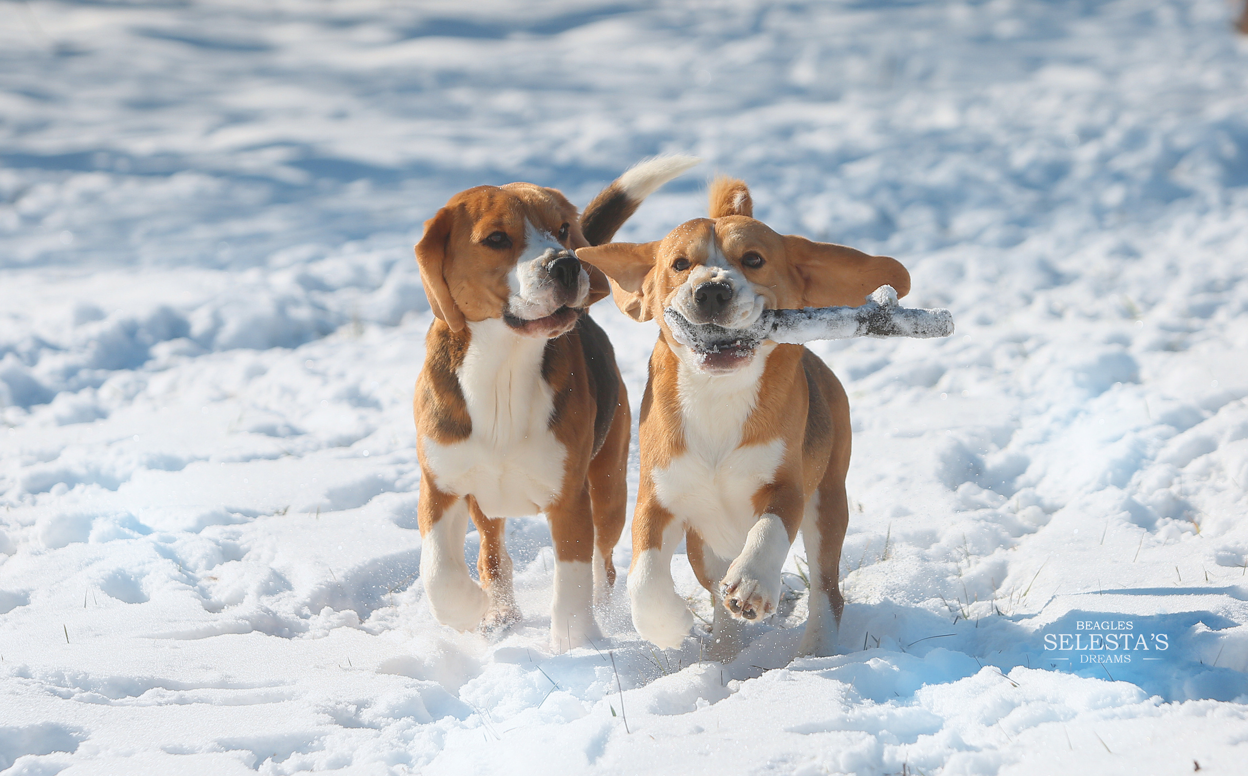 Питомник биглей Selesta’s Dreams