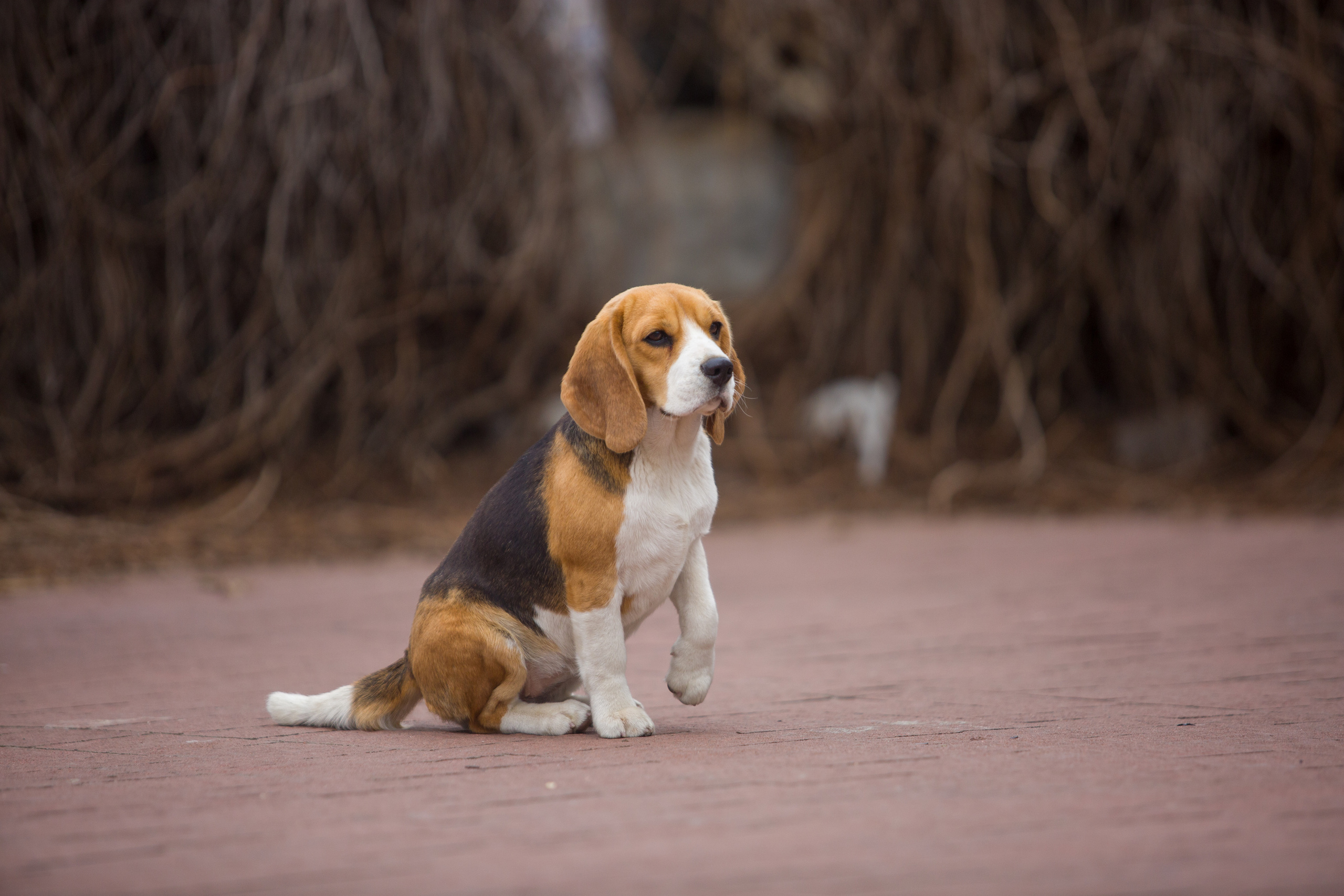 Wella. Питомник биглей Selesta’s Dreams