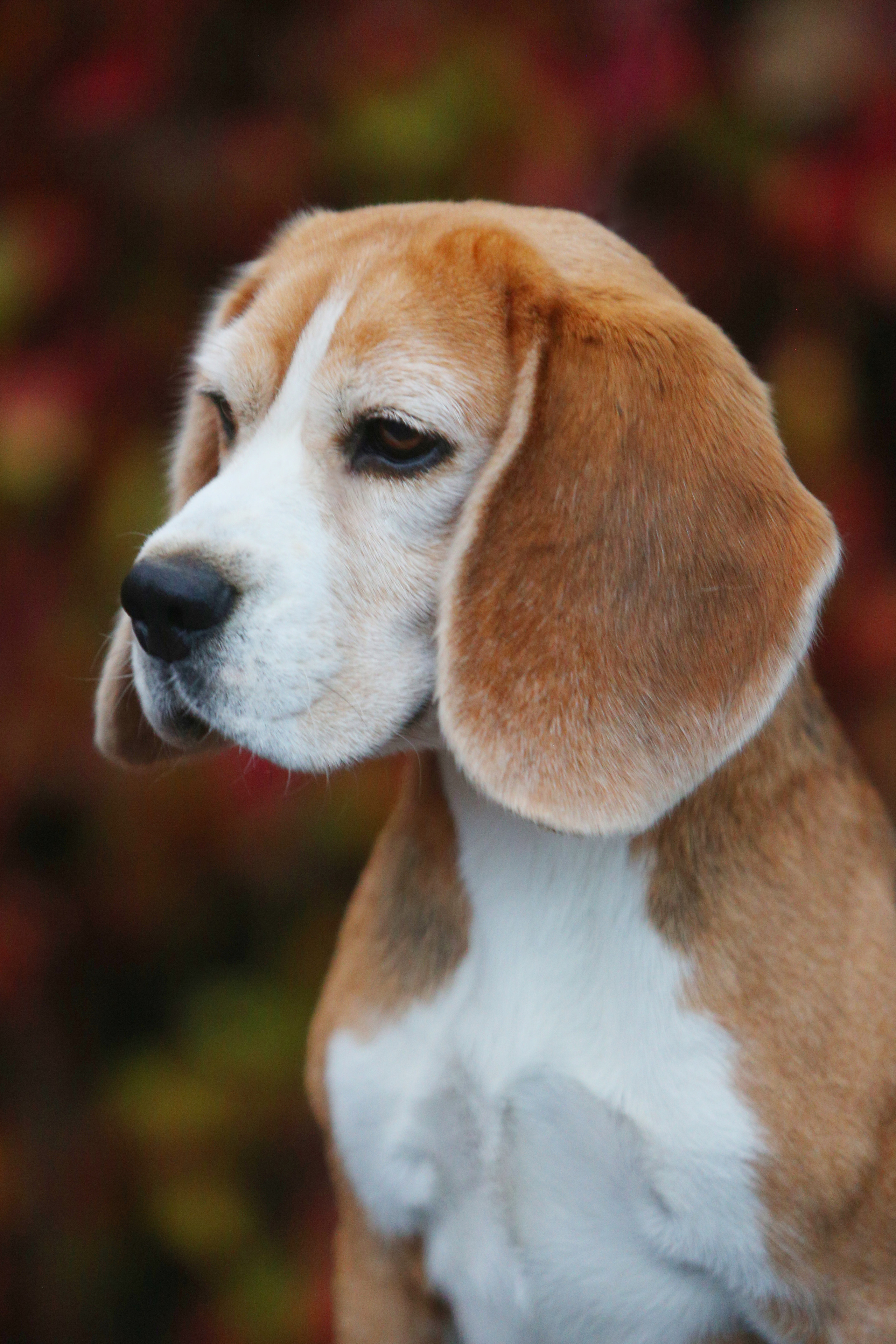 Тула. Питомник биглей Selesta’s Dreams