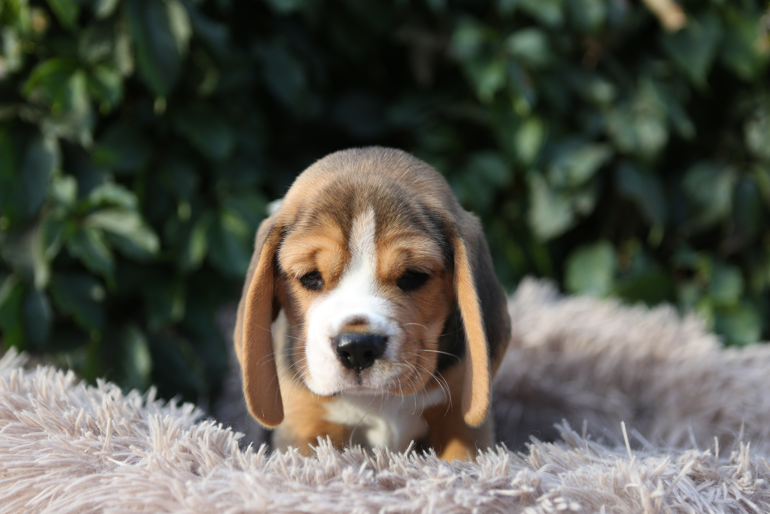 Жан. Розплідник біглей в Україні